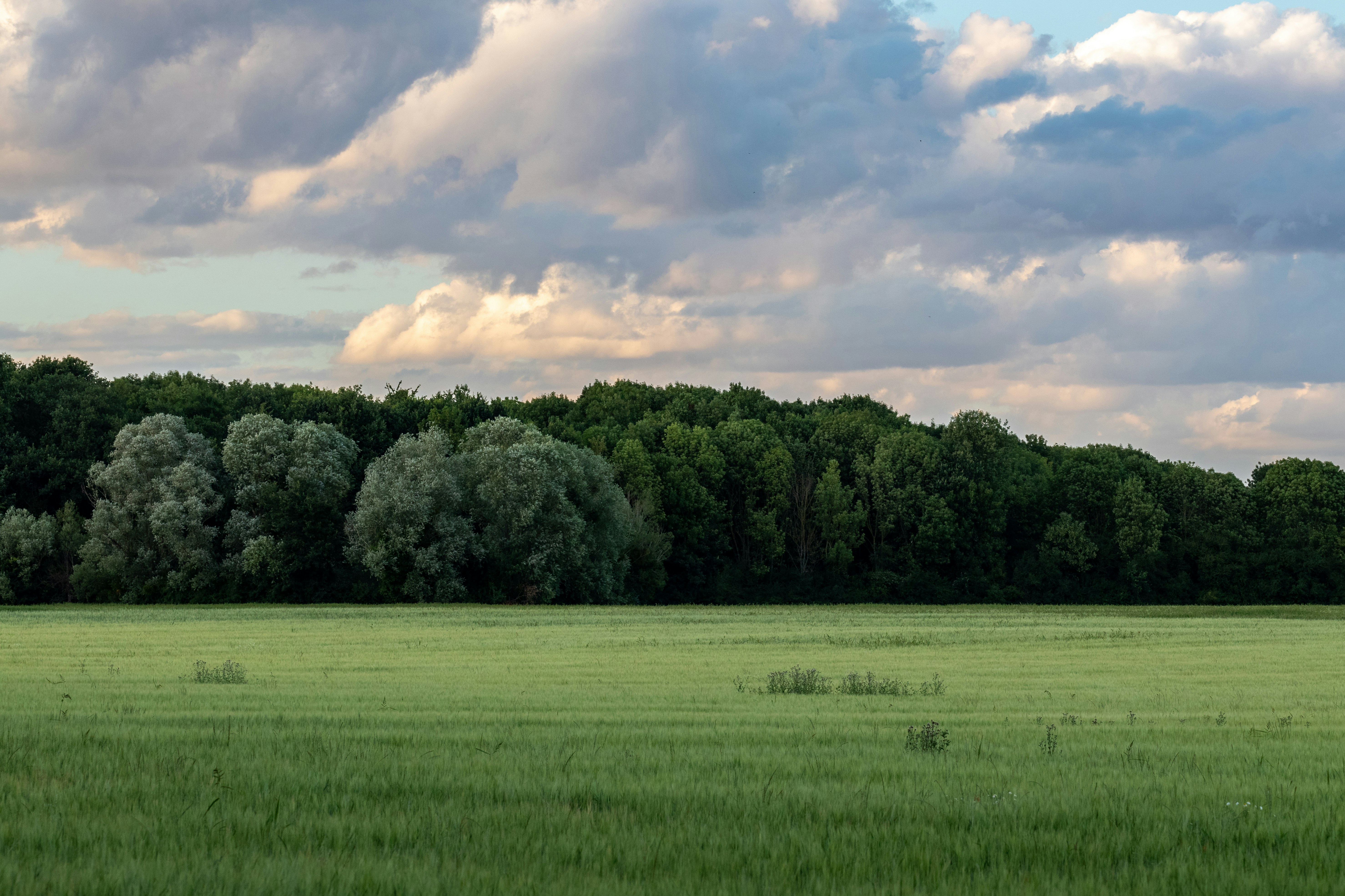 Best counties for pheasant hunting in IOWA