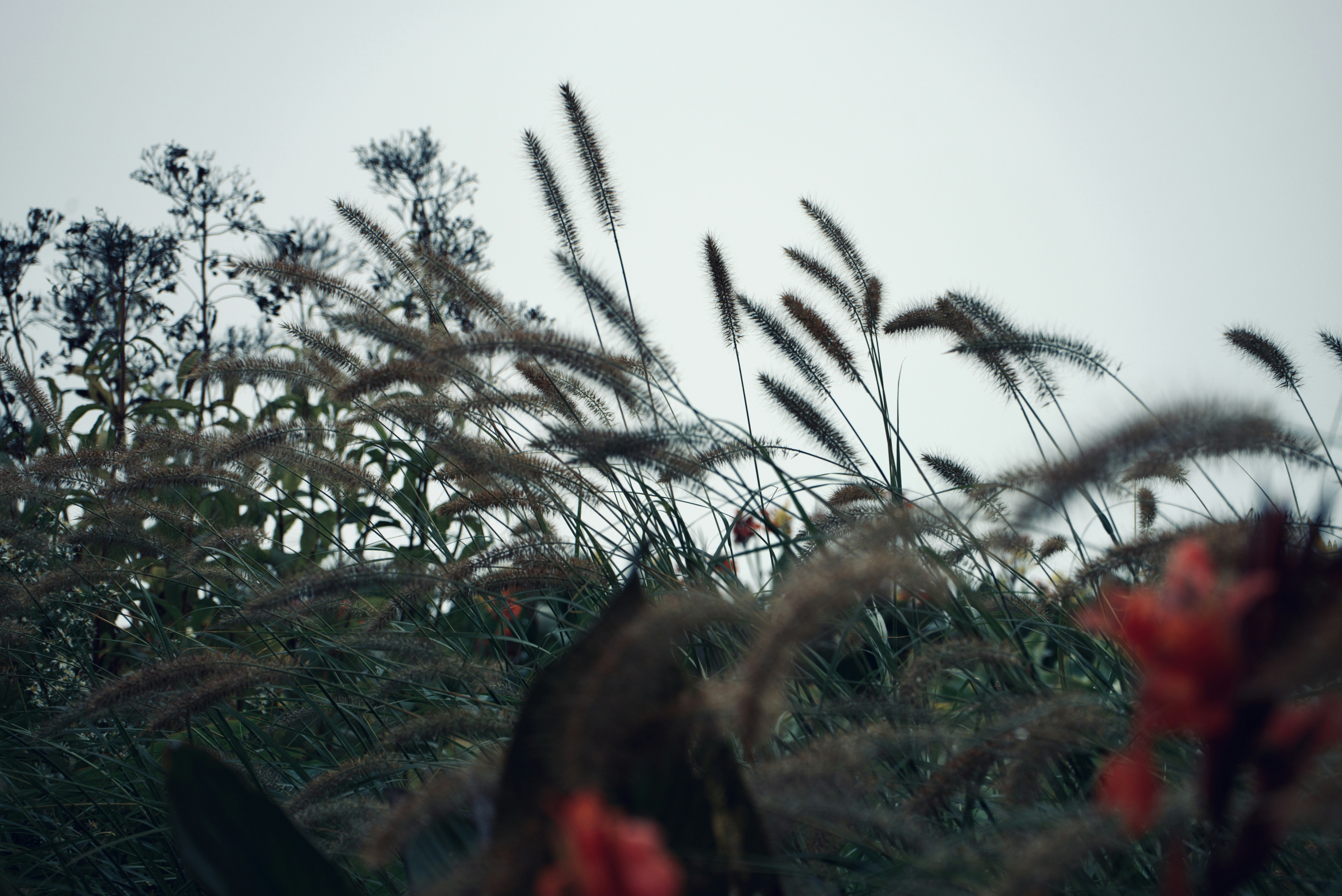 Best crossbow hunting for mule deer hunting