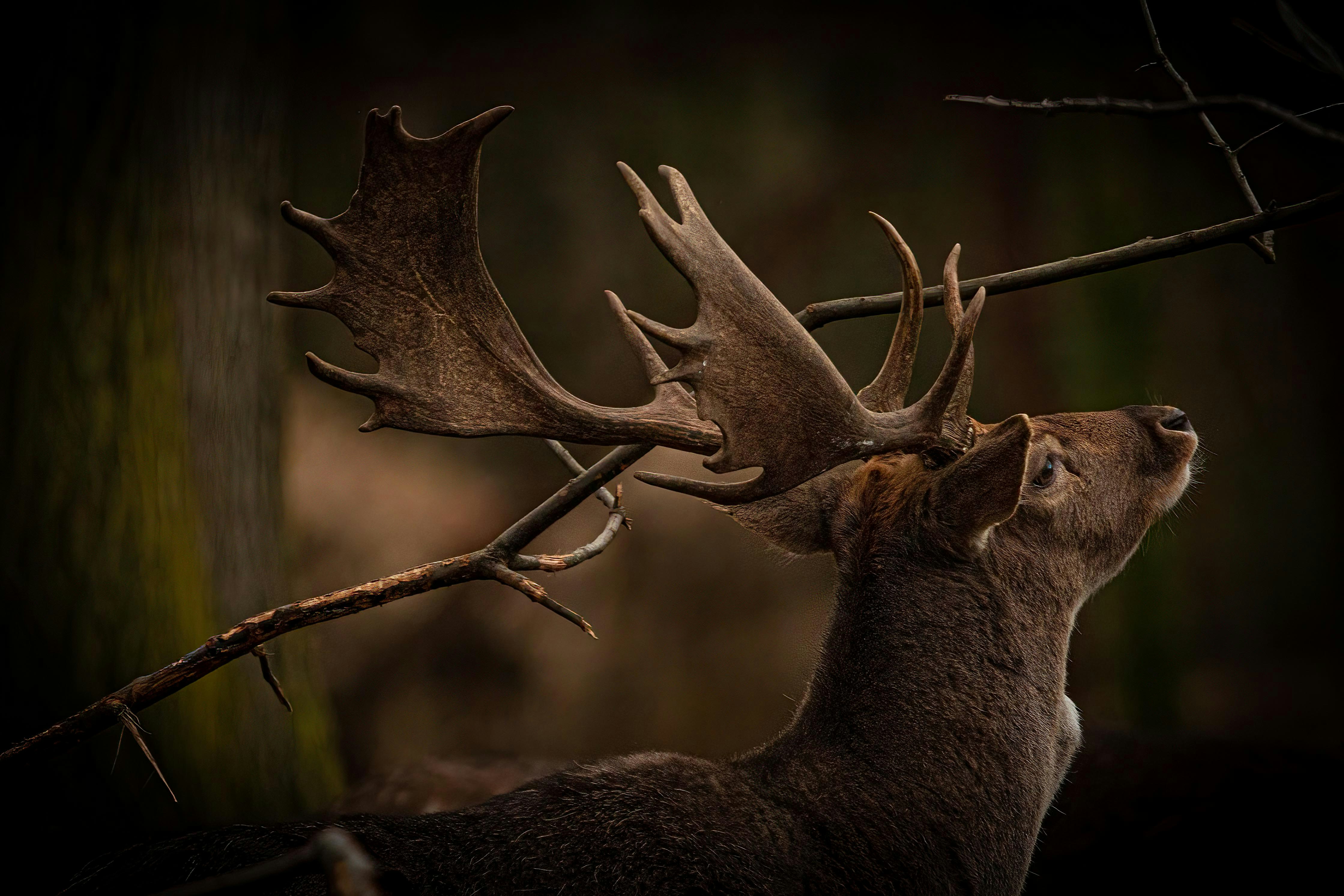 Best hunting scopes for mountain lion hunting