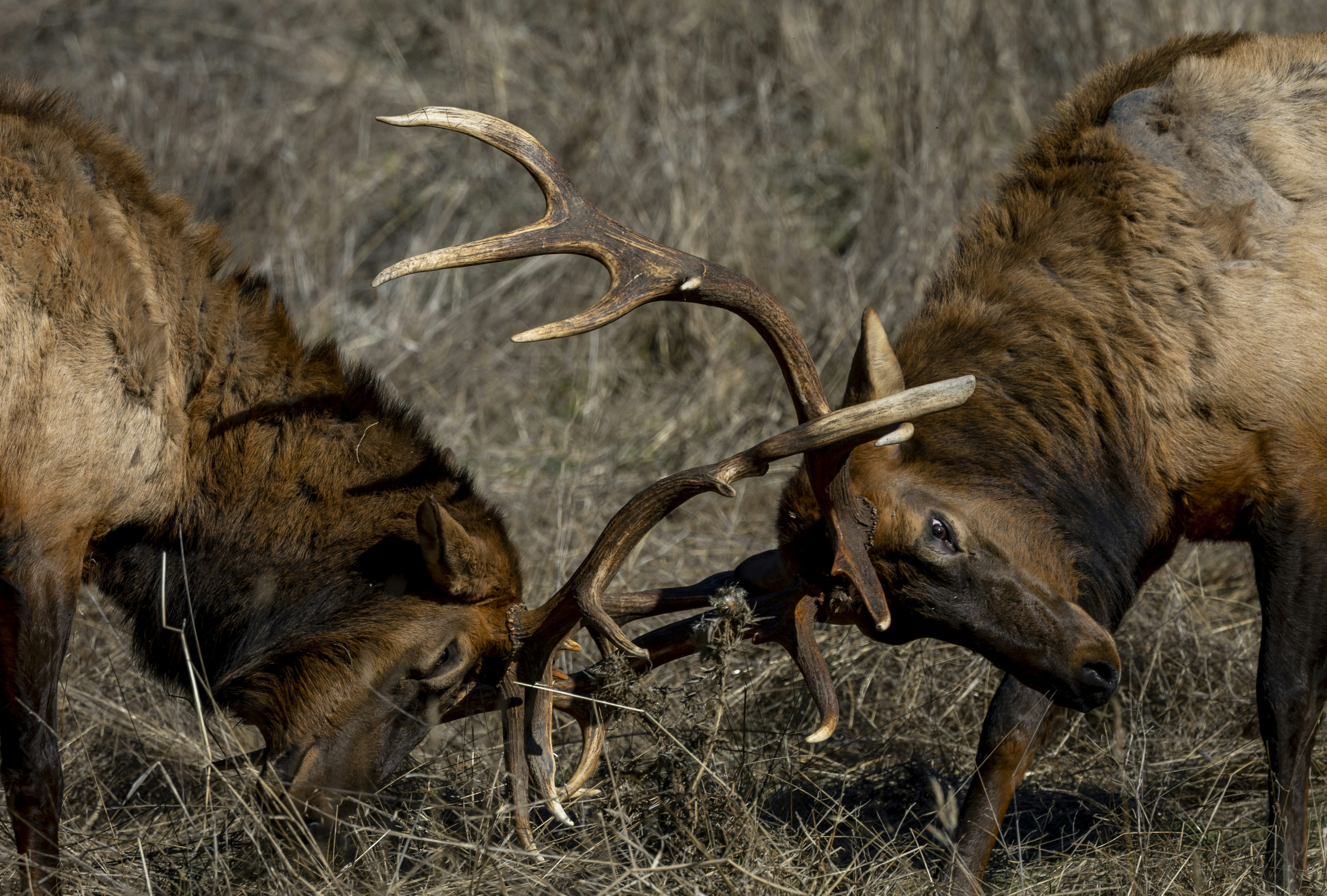 Best trail cameras for moose hunting