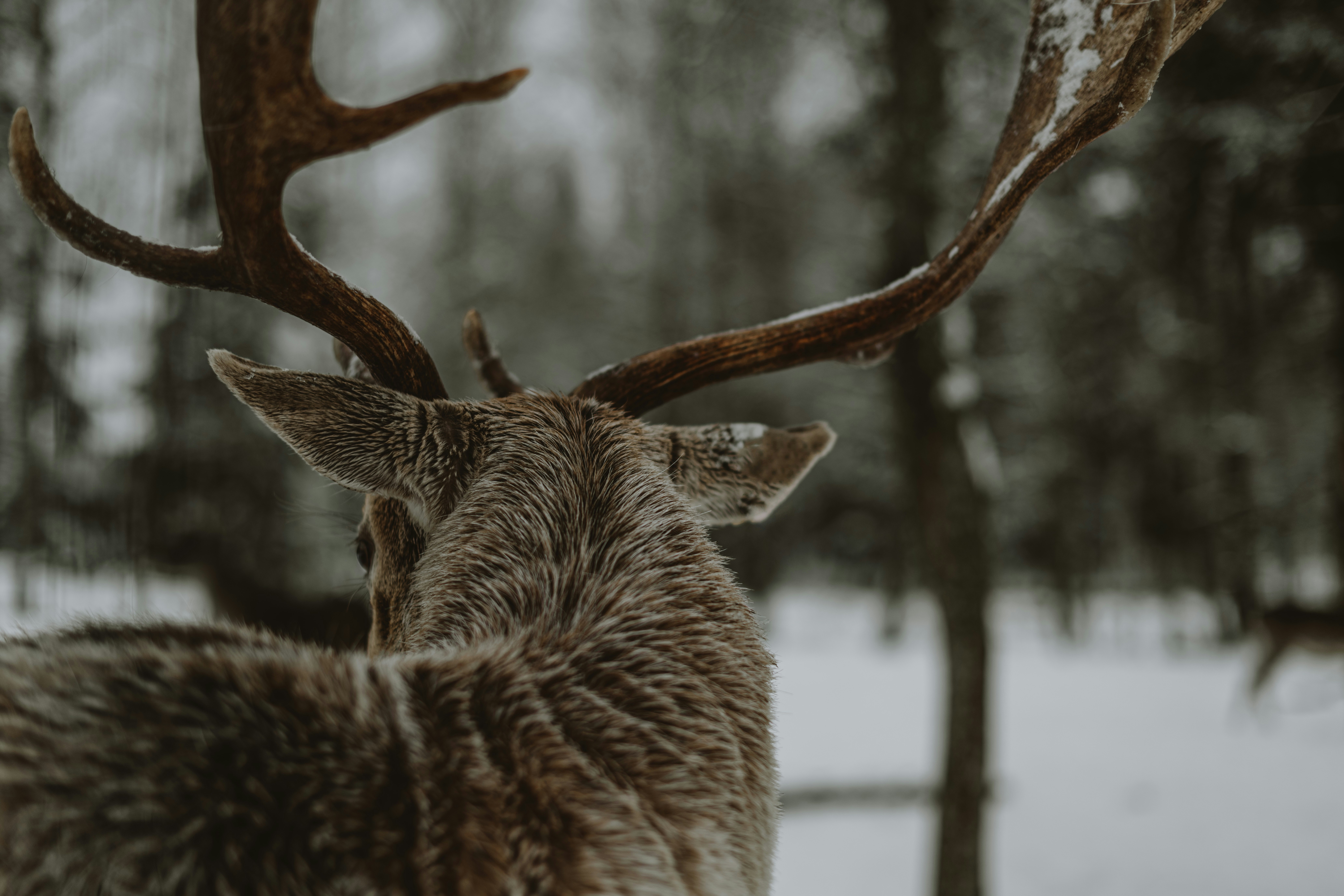 Best tree stands for mule deer hunting