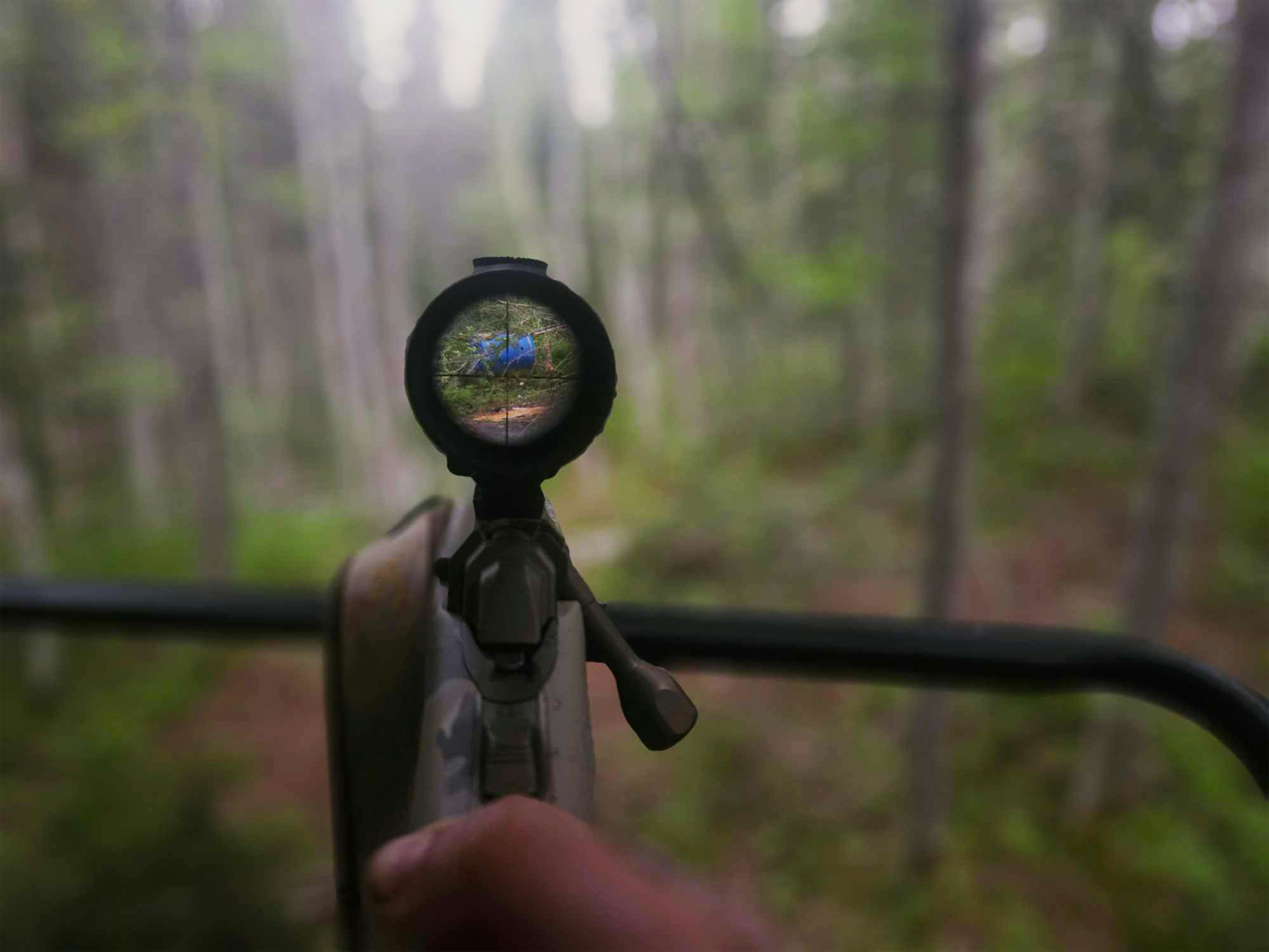 DIY black bear hunting in ARIZONA