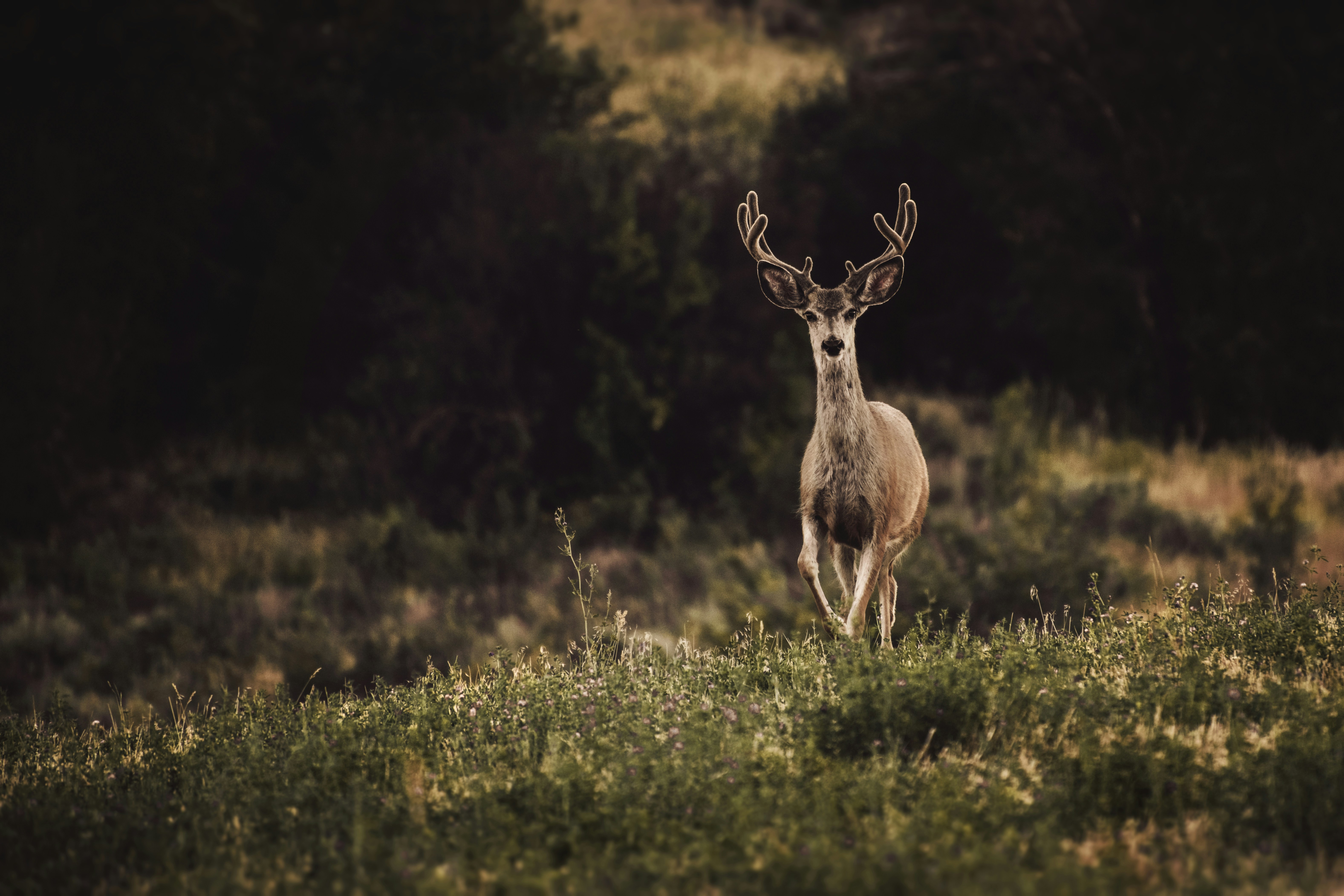 DIY mountain lion hunting in INDIANA