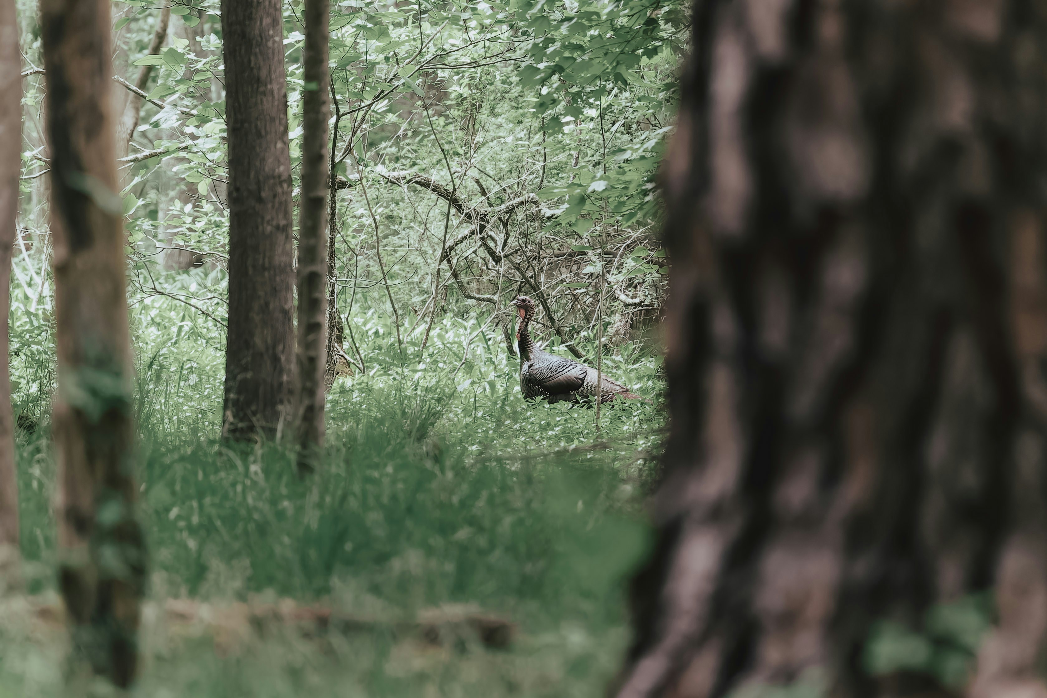 DIY mule deer hunting in OHIO