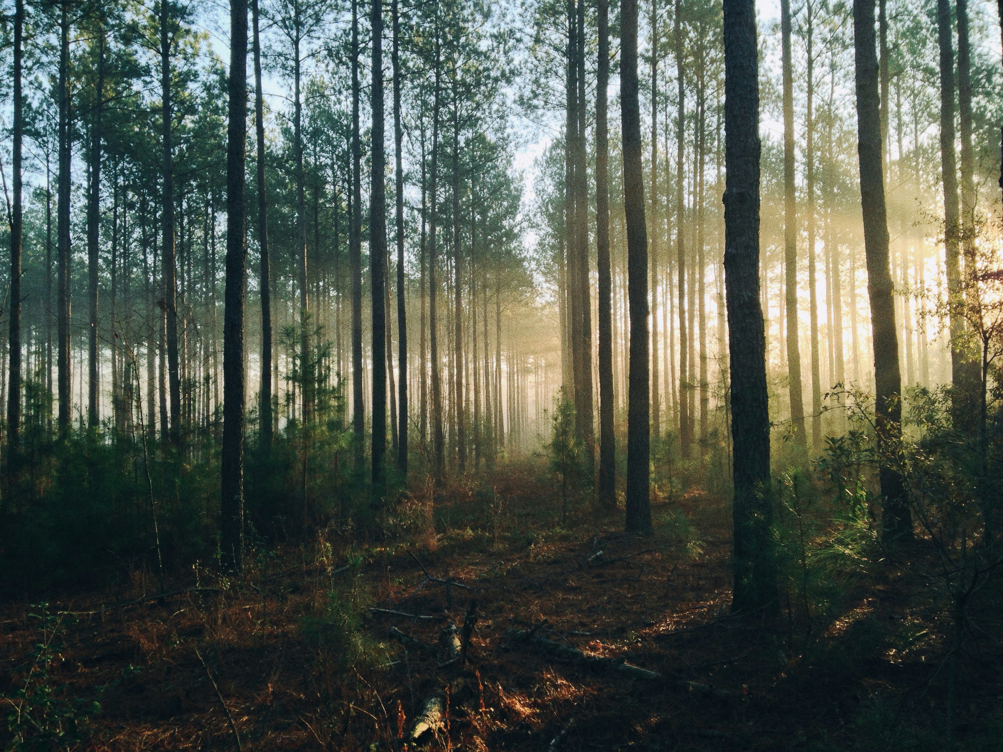 Firearm safety when hunting whitetail deer
