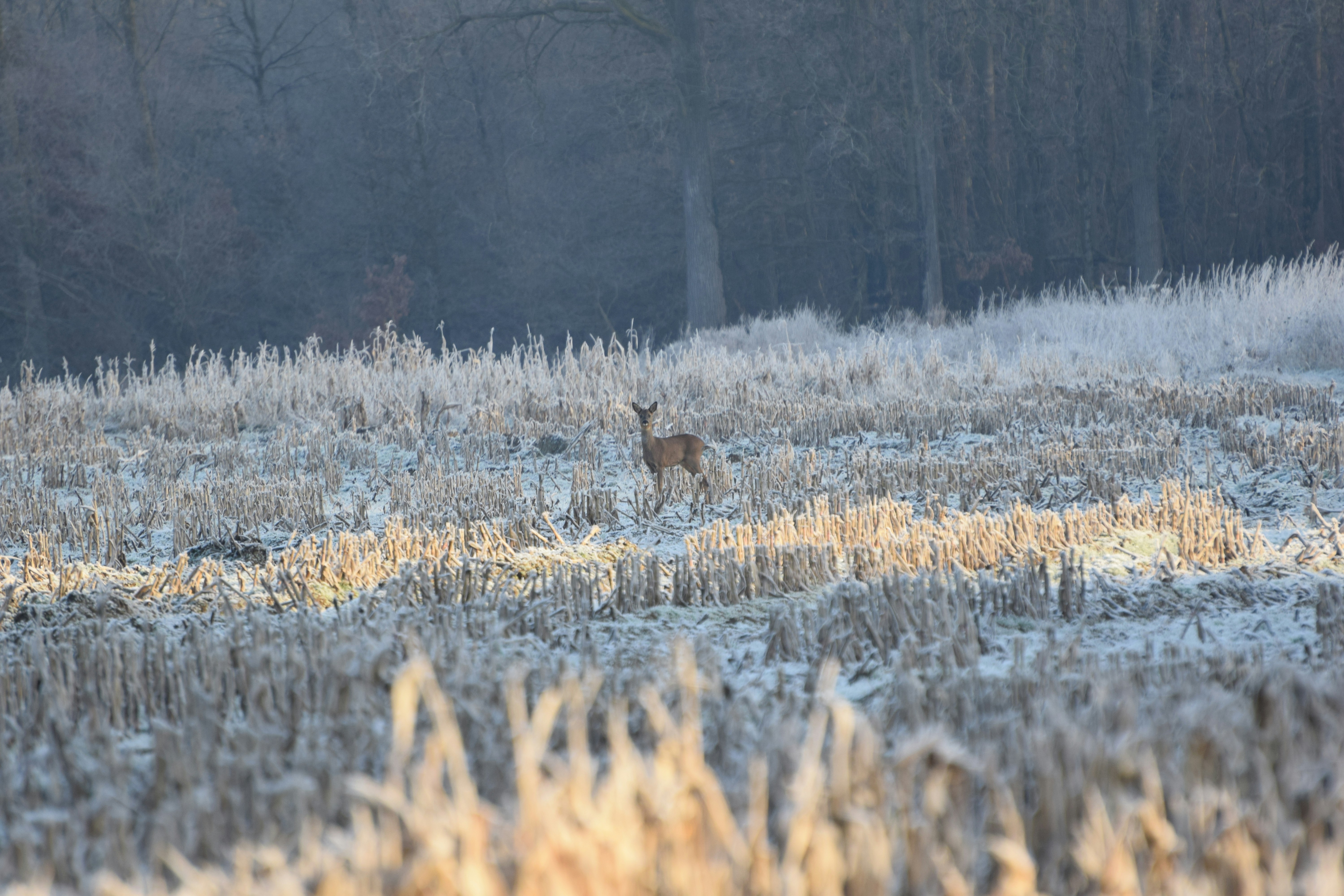 First aid for wild turkey hunting accidents