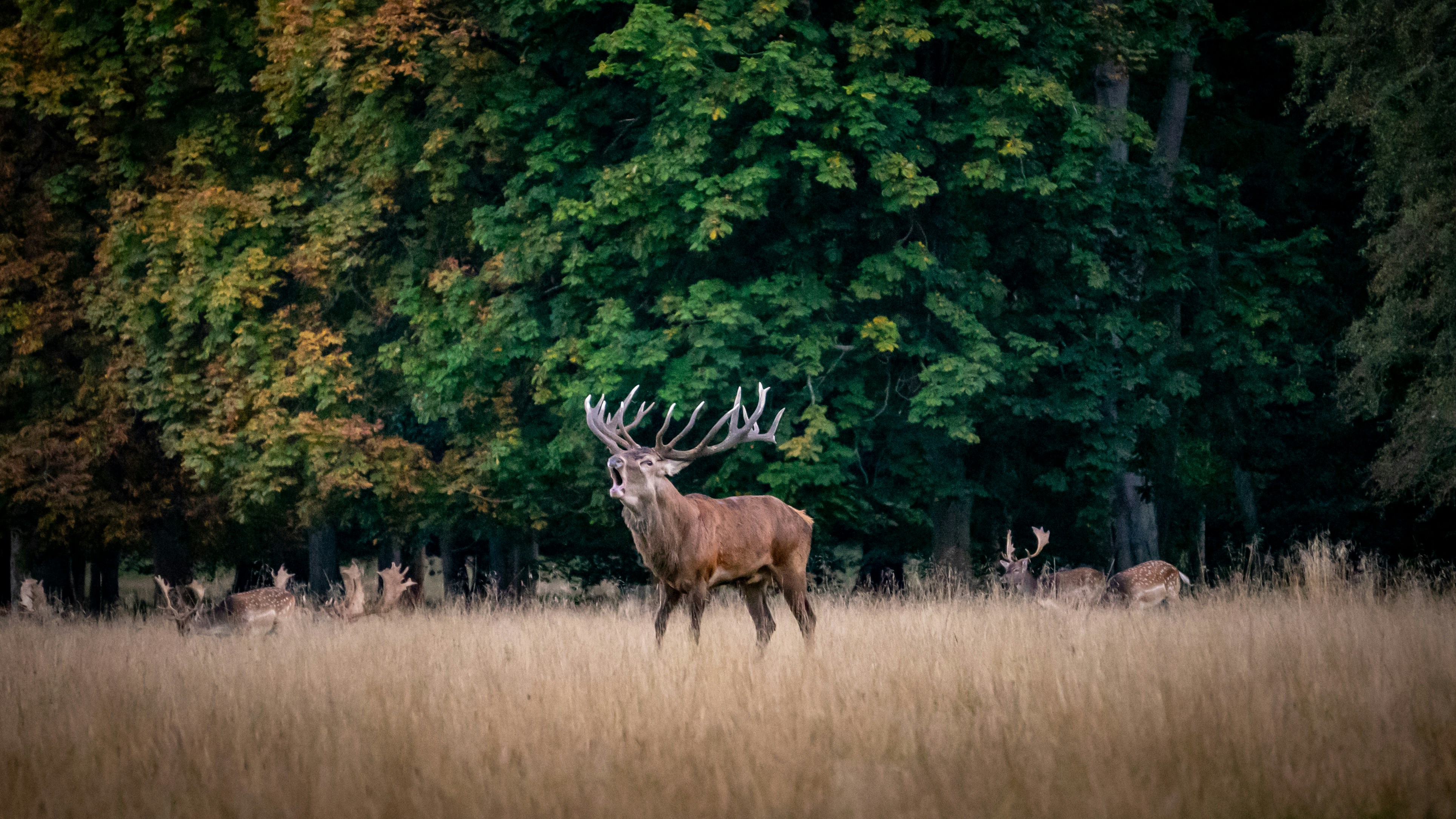 First aid for wood duck hunting accidents