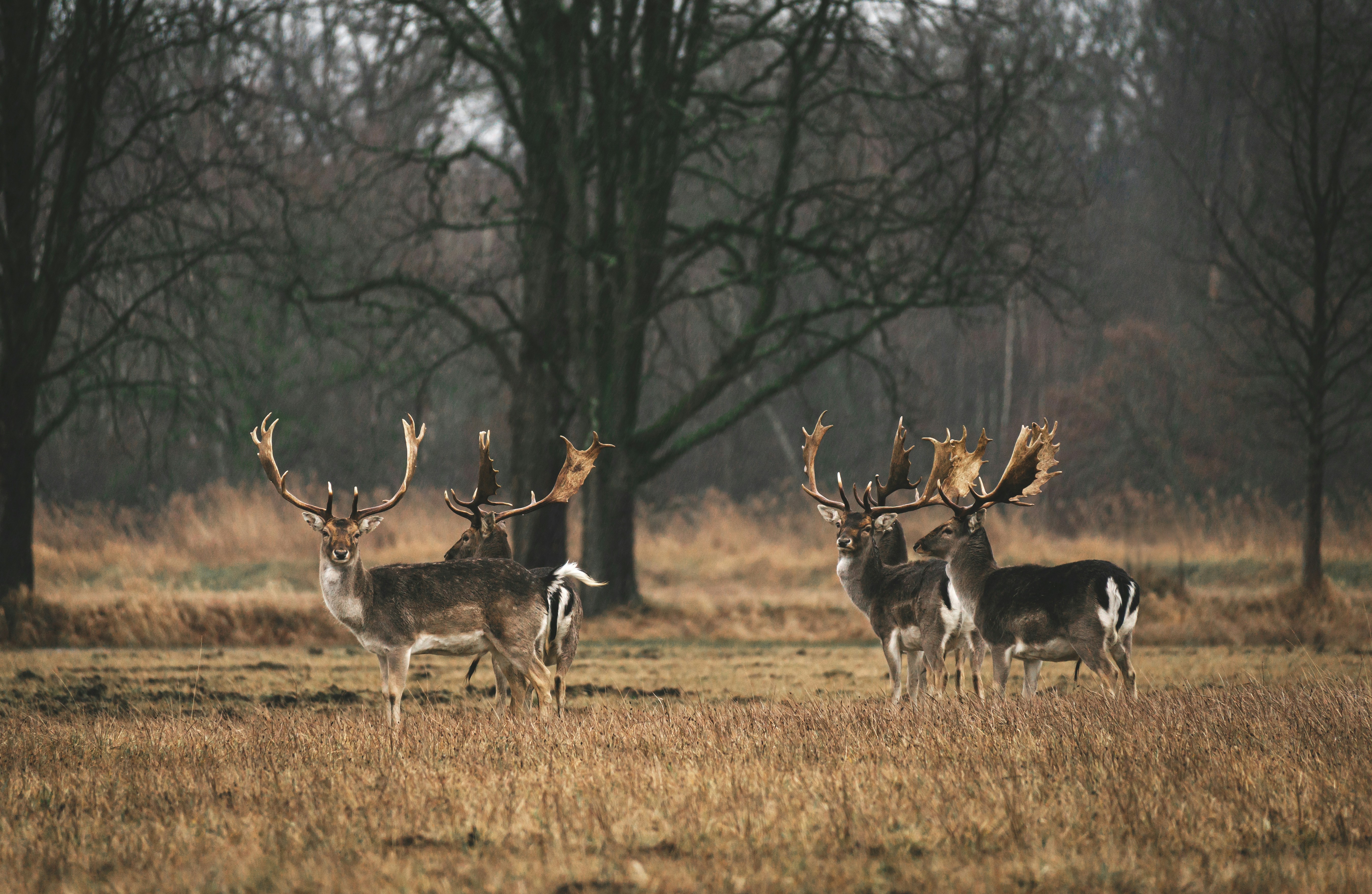 First aid for woodcock hunting accidents