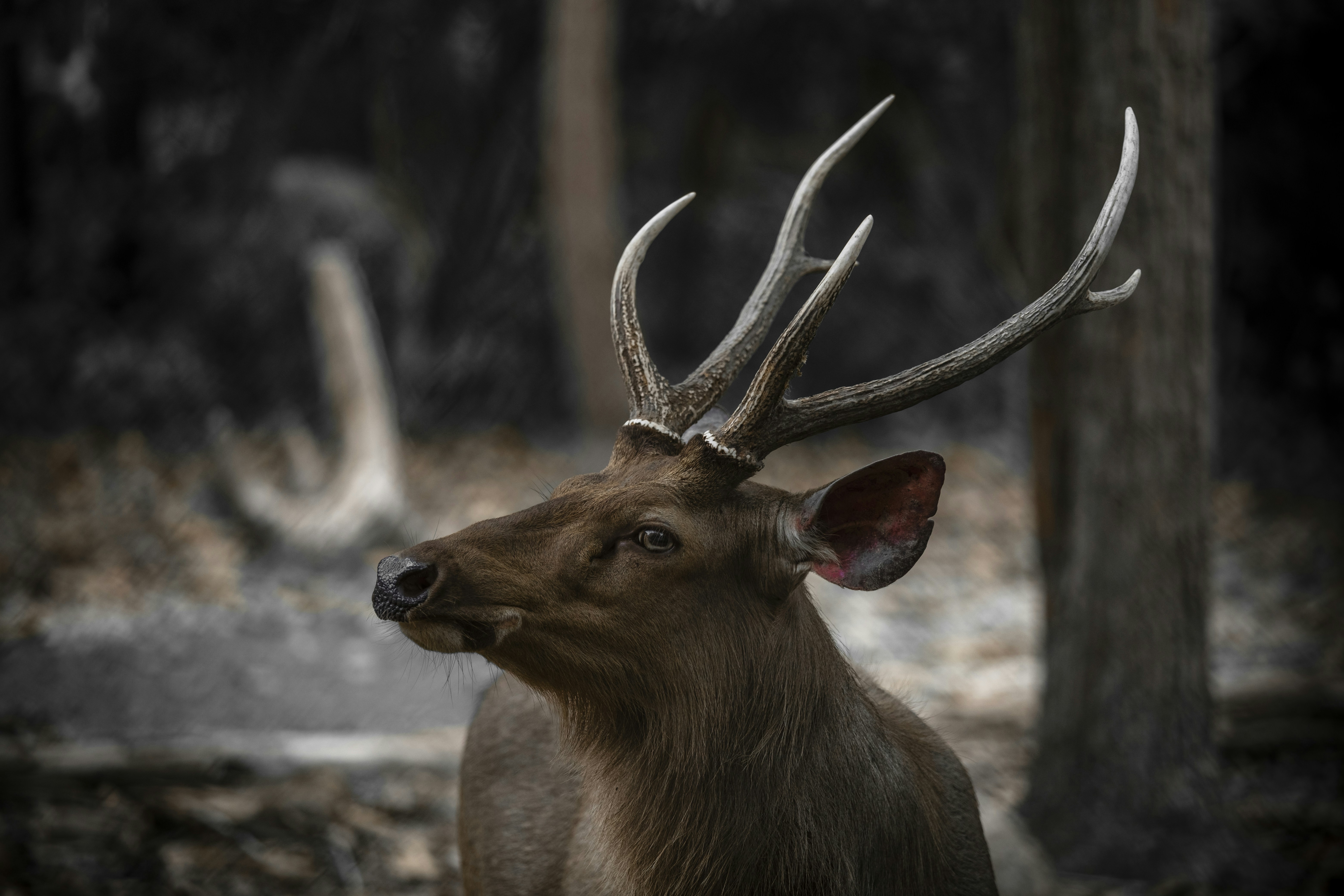 ground blinds maintenance for mountain lion hunting