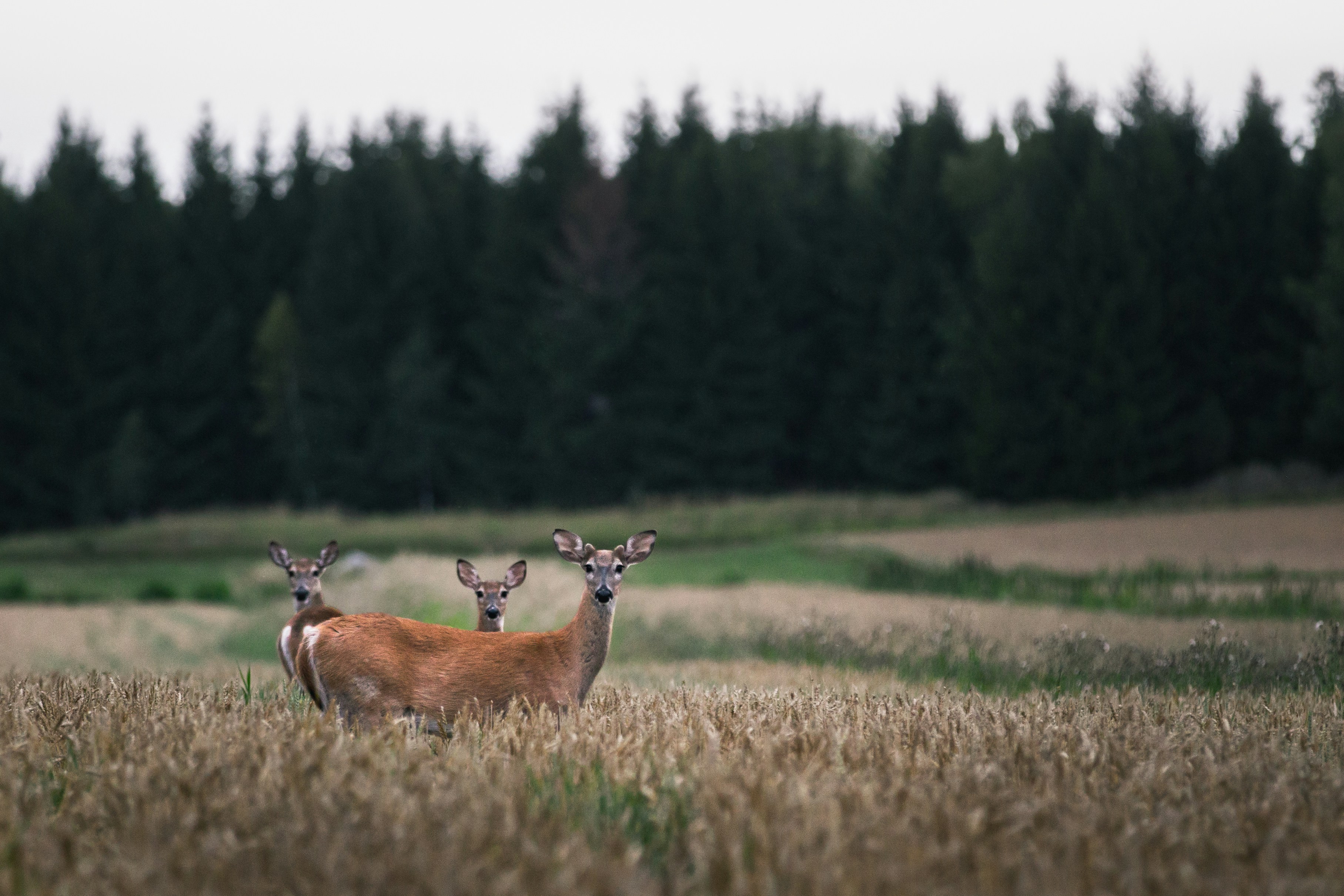 grouse mating behavior and rutting patterns
