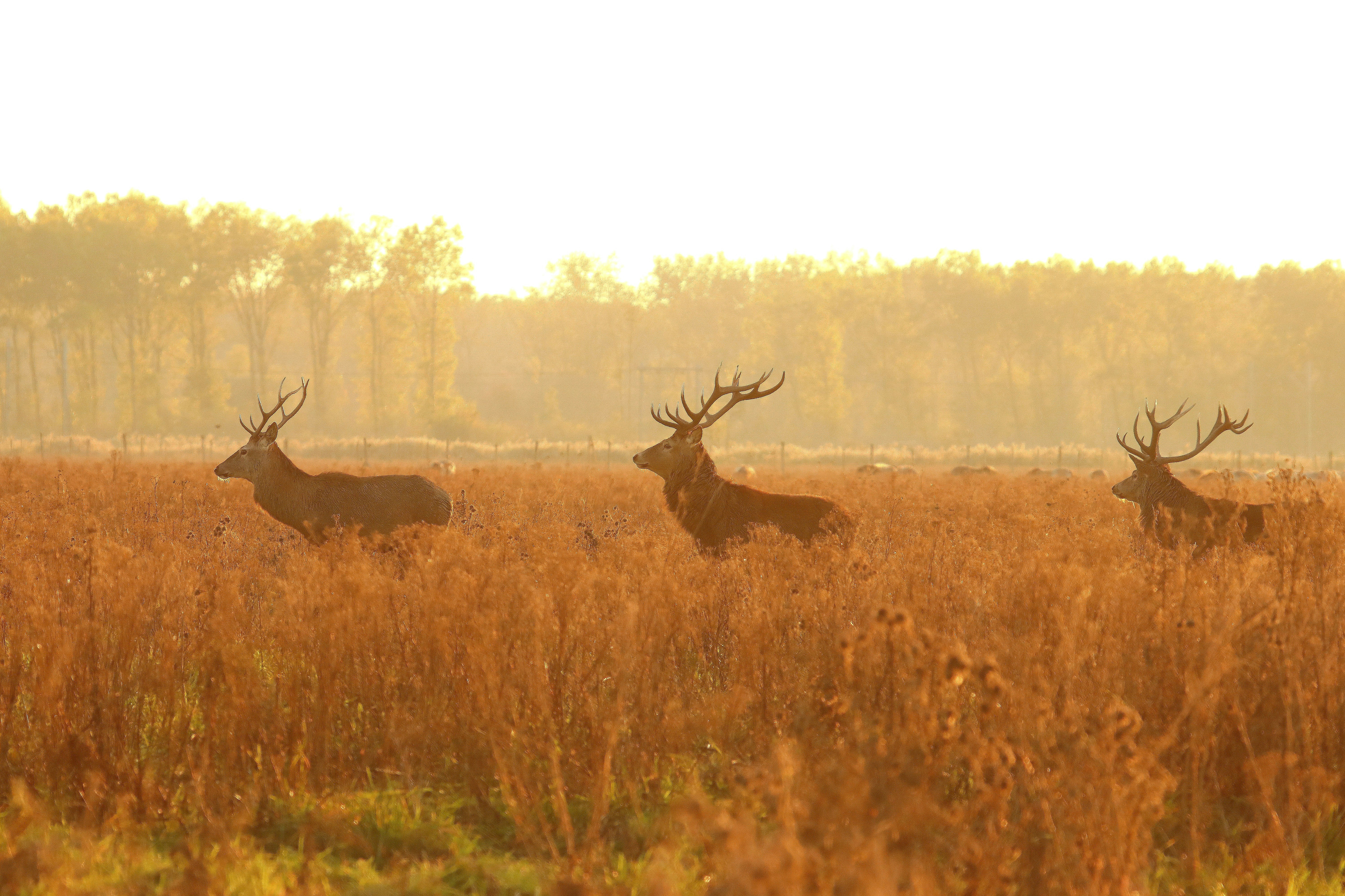 How did Alabama's hunting heritage influence Southern outdoor culture?
