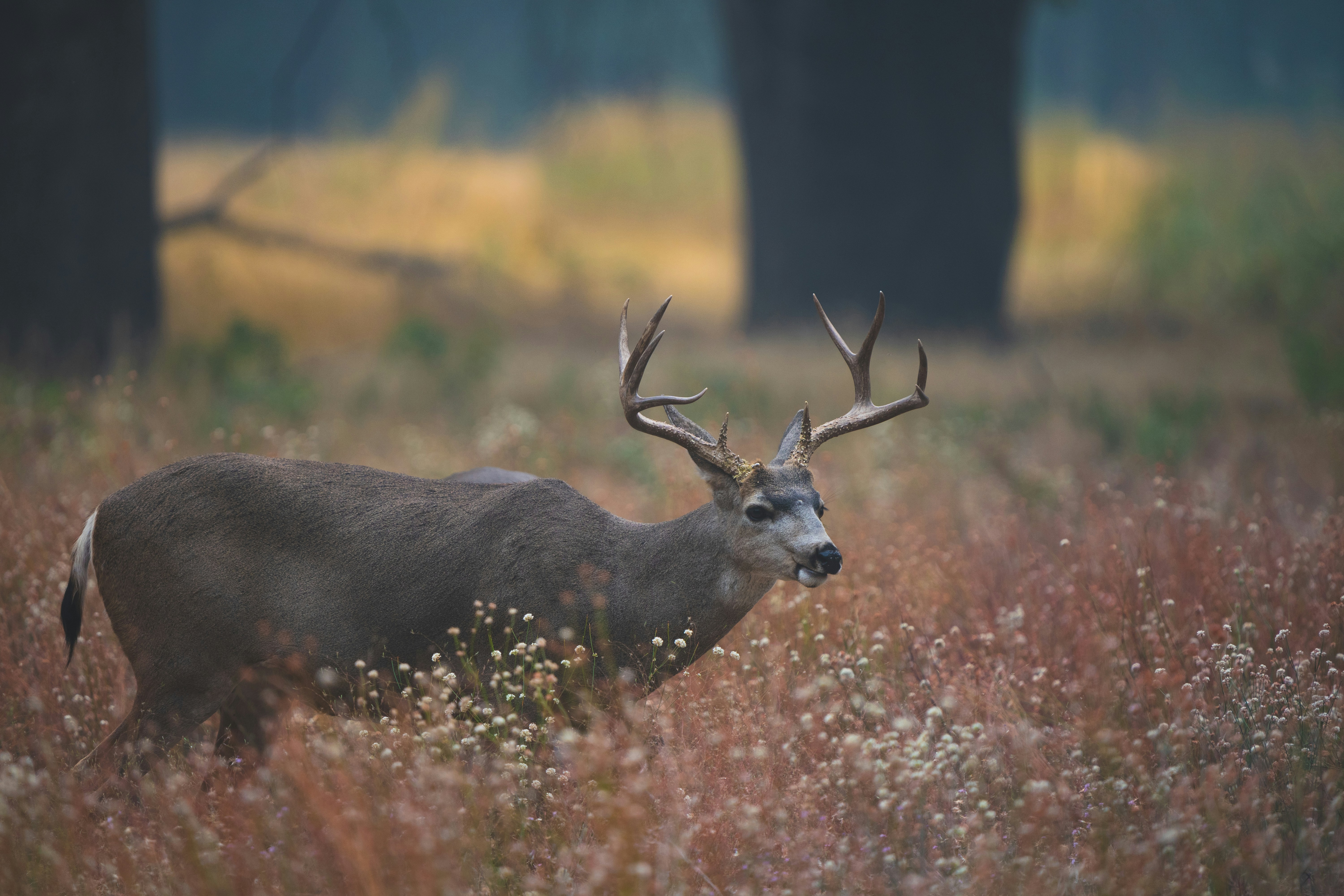 How did Alaska's hunting heritage influence Southern outdoor culture?