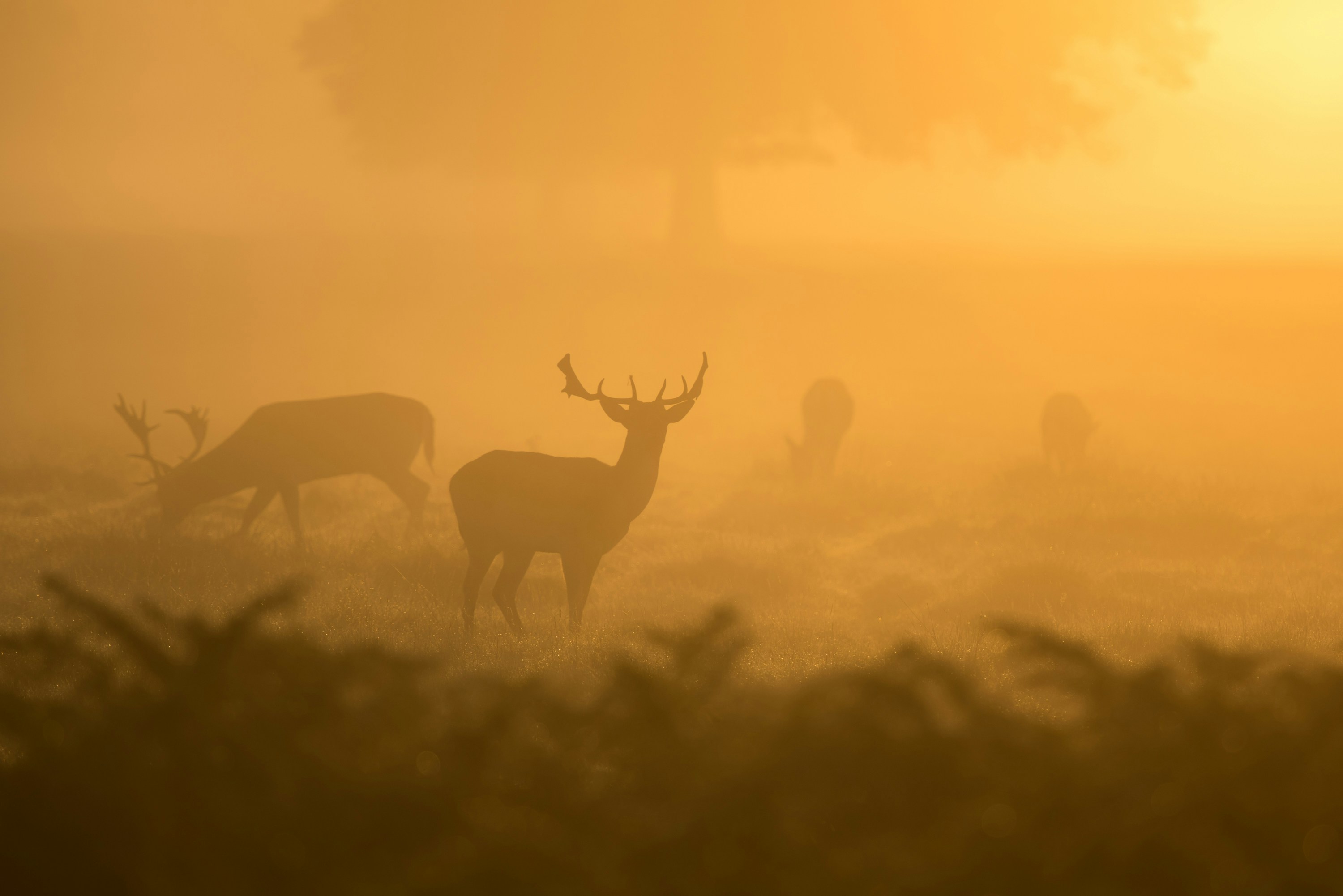 How did ancient Germanic tribes hunt in forests?