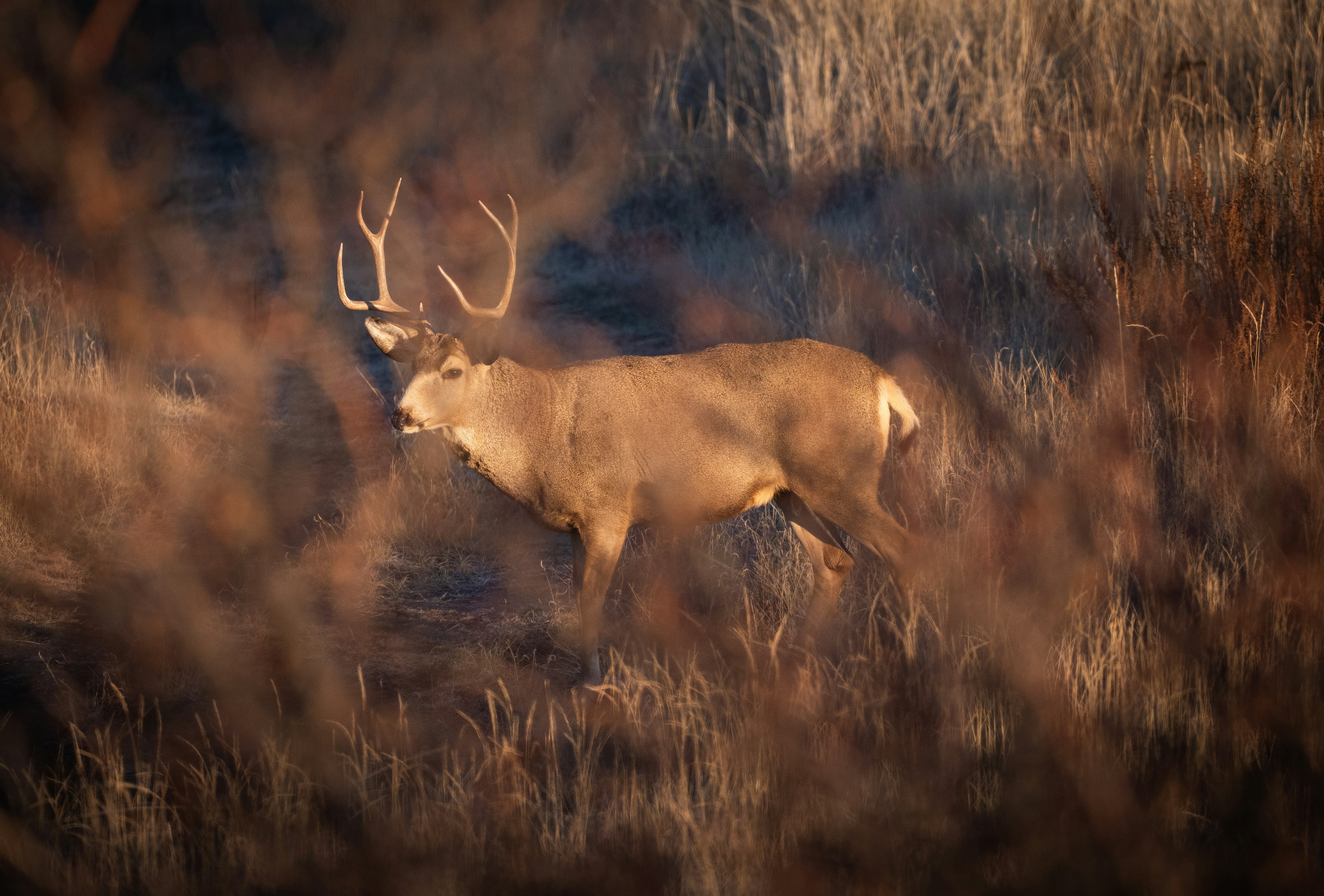 How did ancient hunters create composite bows?