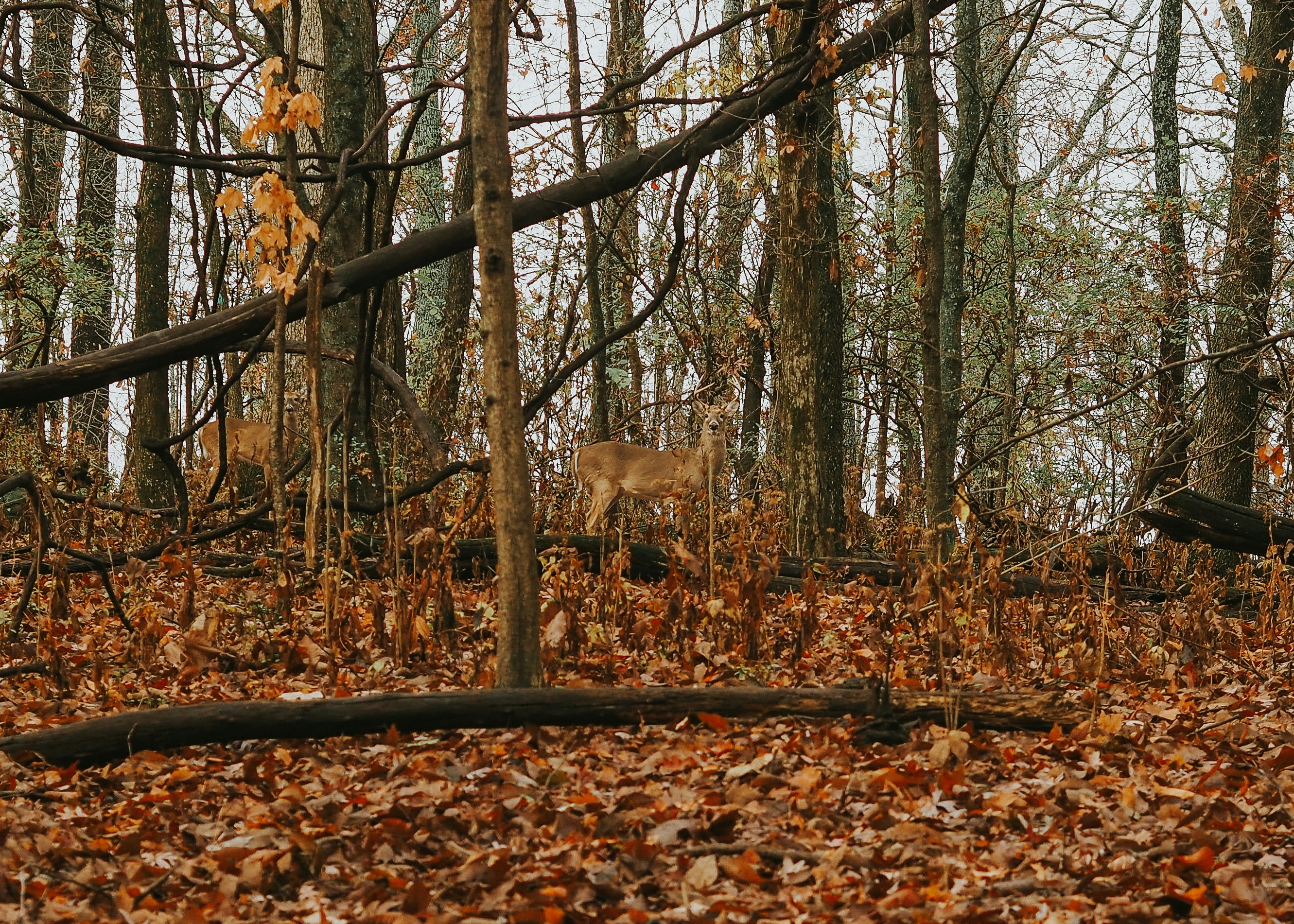 How did ancient hunters create hunting chains?
