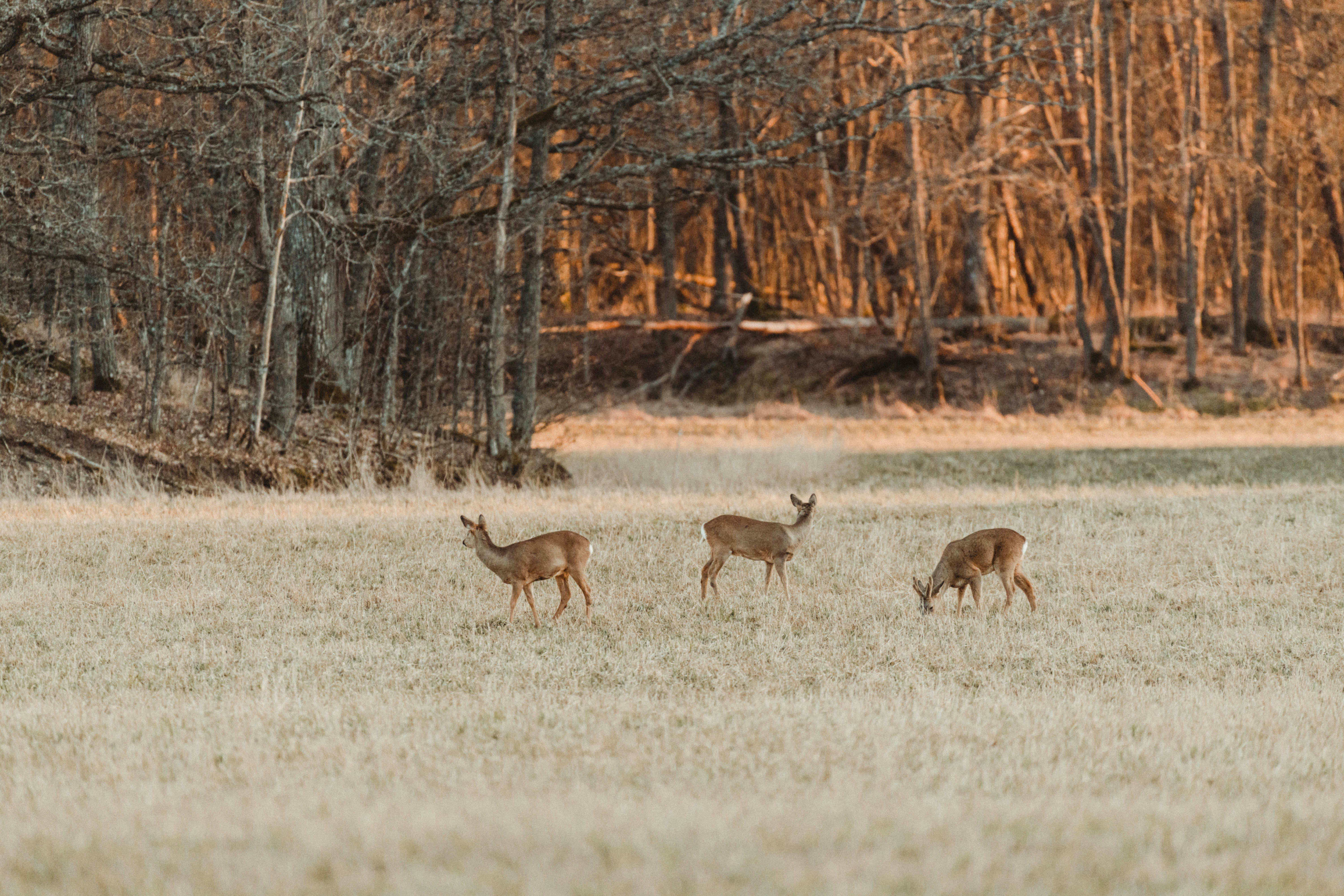 How did ancient hunters create hunting shields?