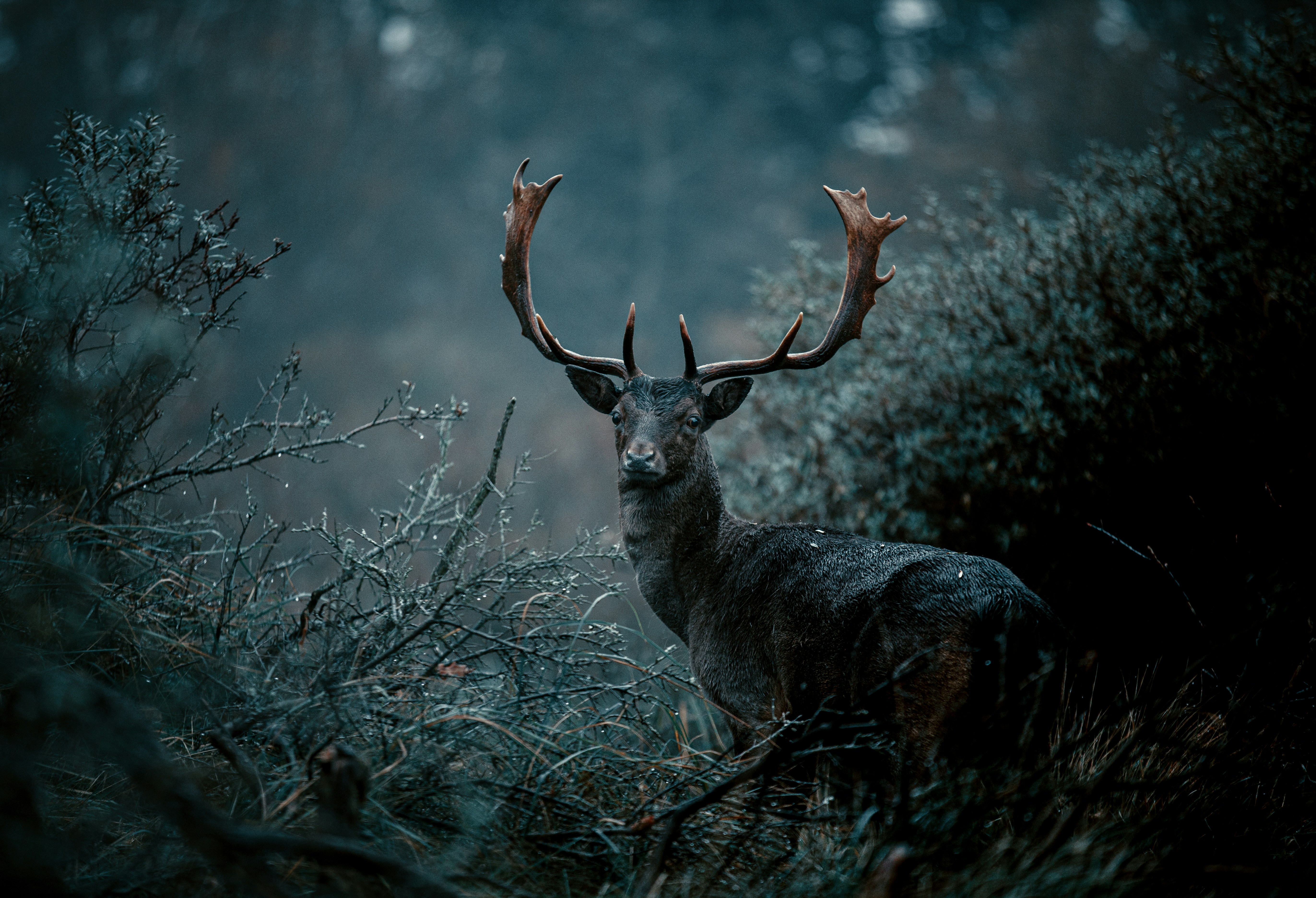 How did ancient hunters develop hunting signals?