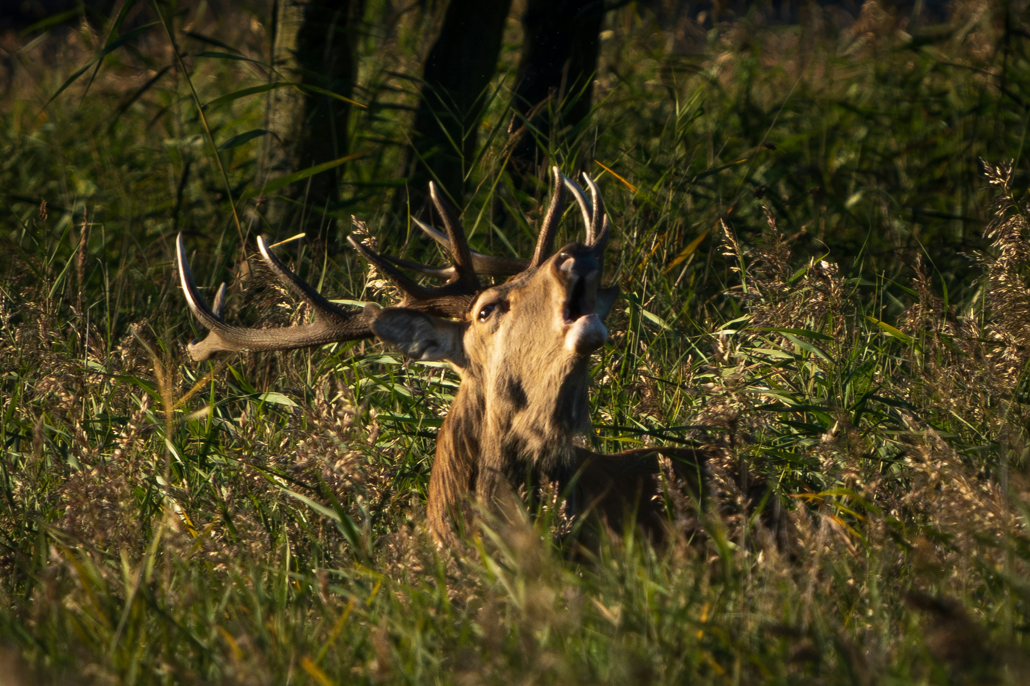 How did ancient hunters develop hunting spears?