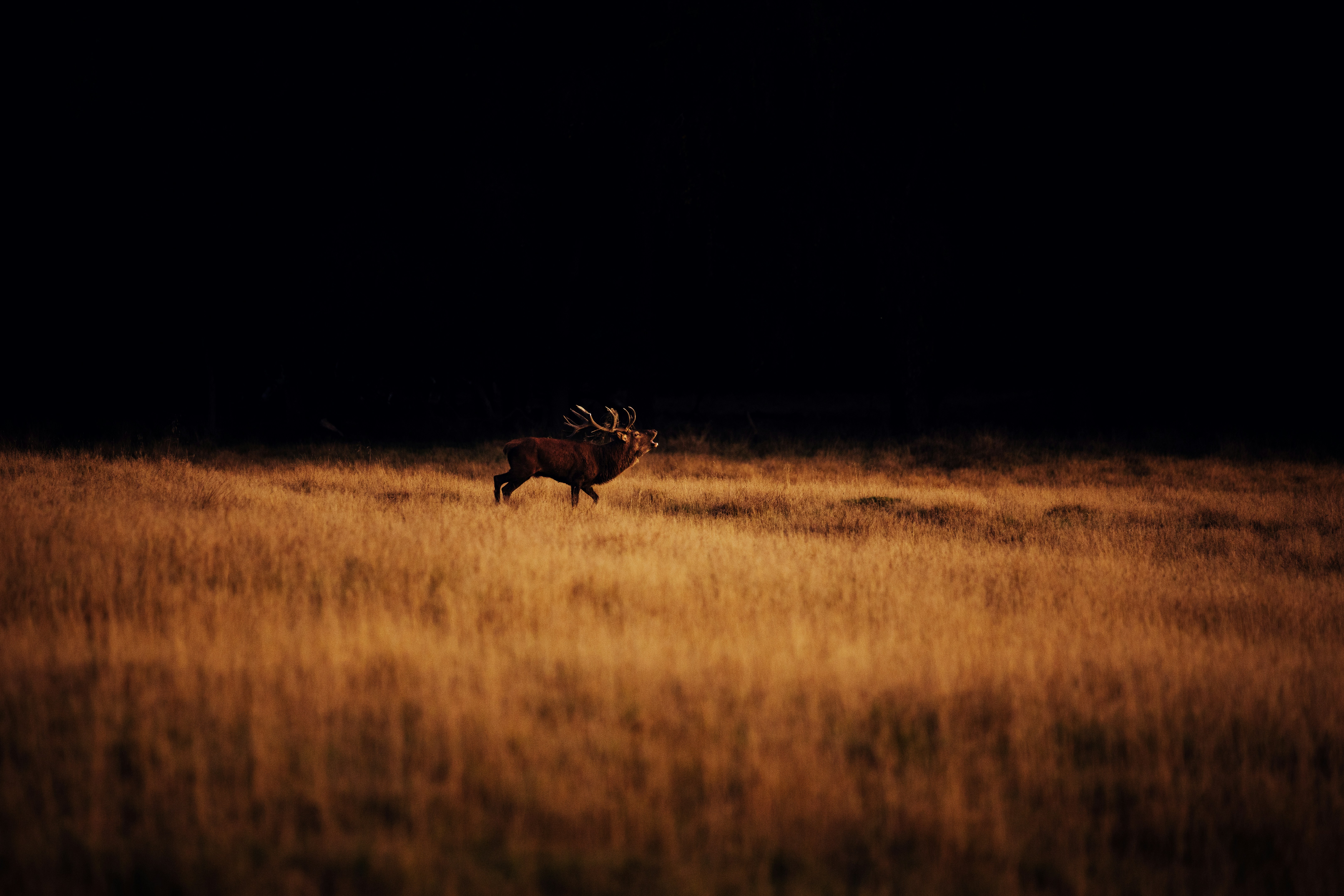How did ancient hunters preserve meat without refrigeration?