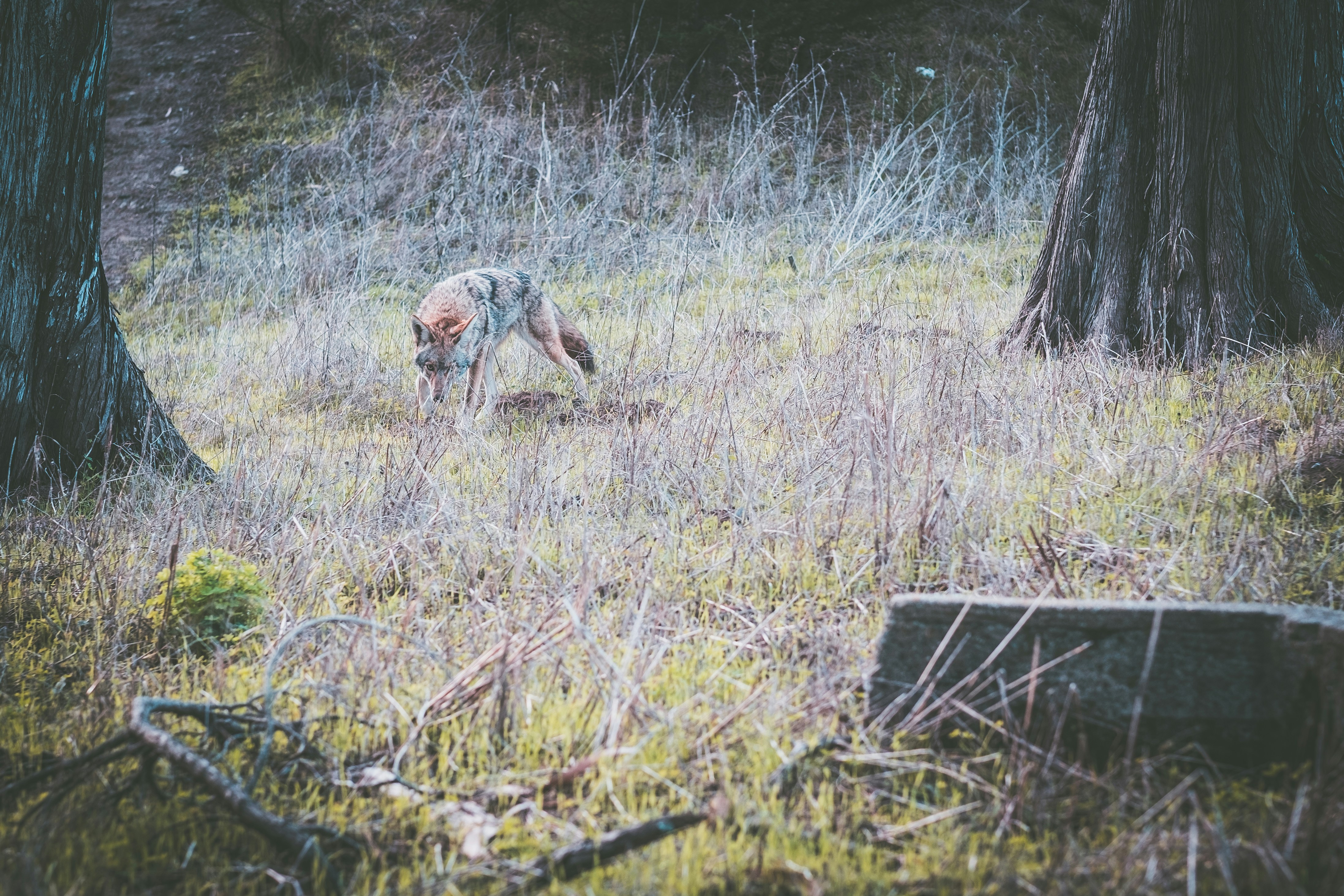 How did ancient hunting dog breeding programs begin?