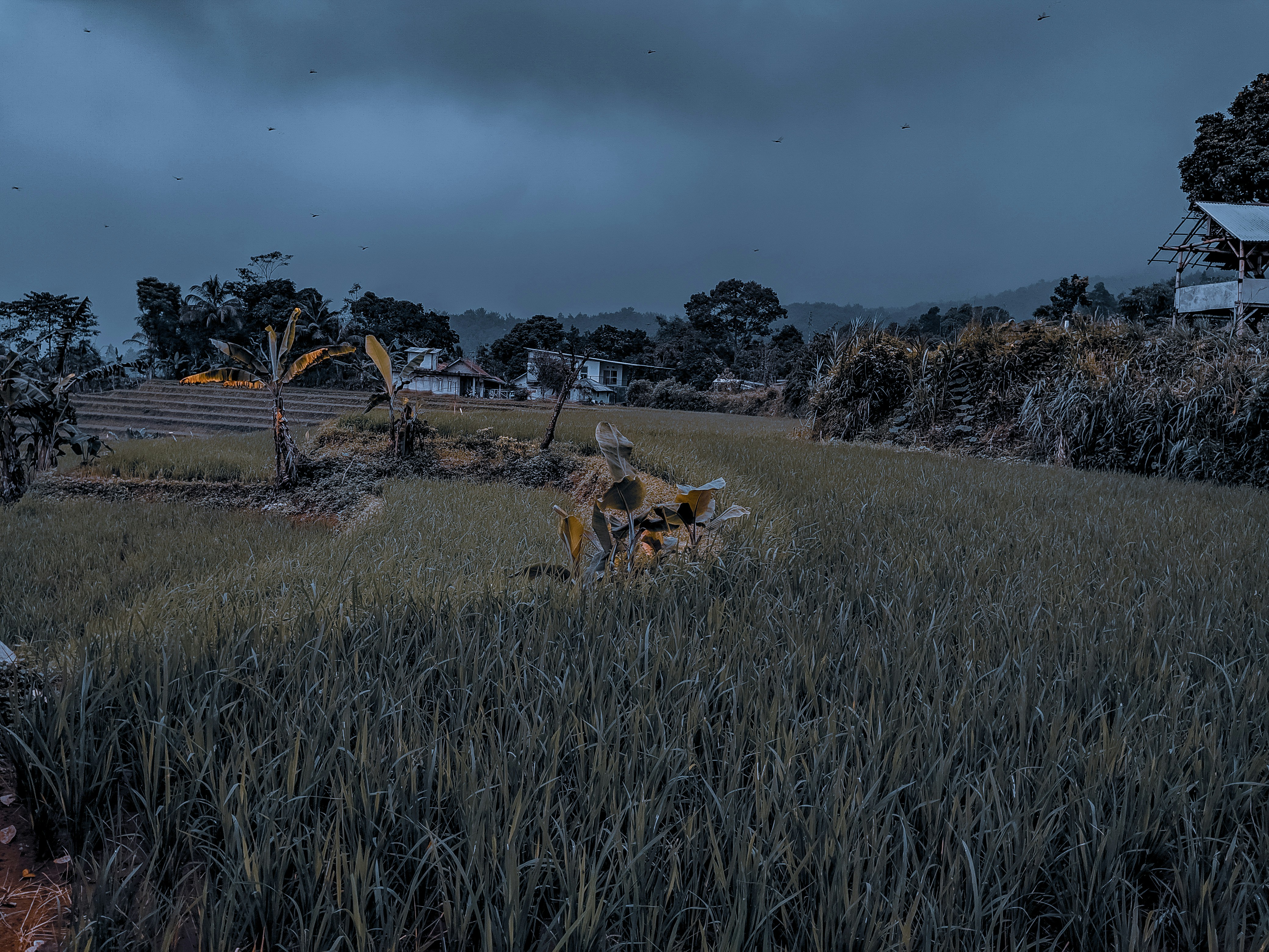 How did ancient hunting dogs develop scent tracking?