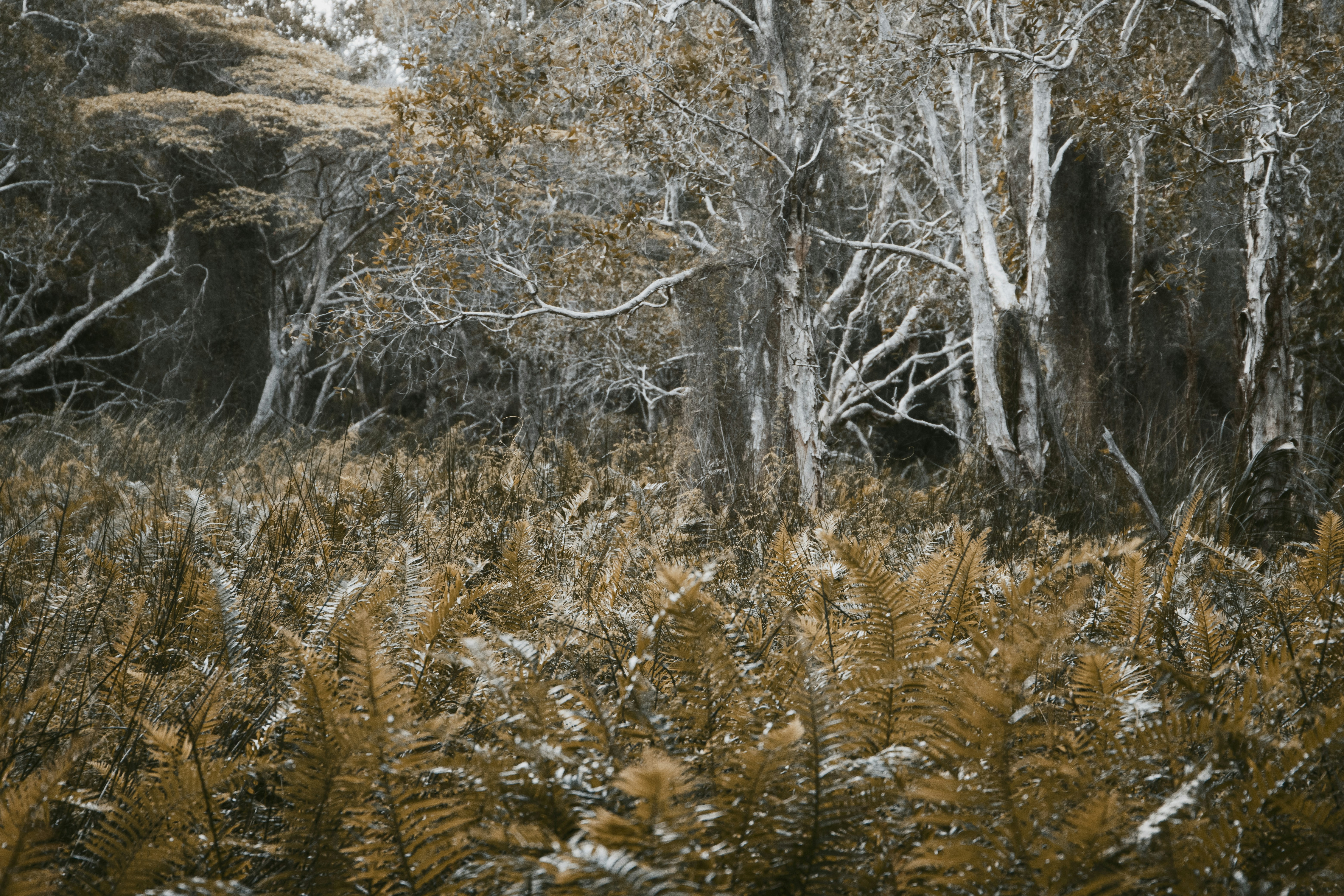 How did bolt-action rifles improve hunting?