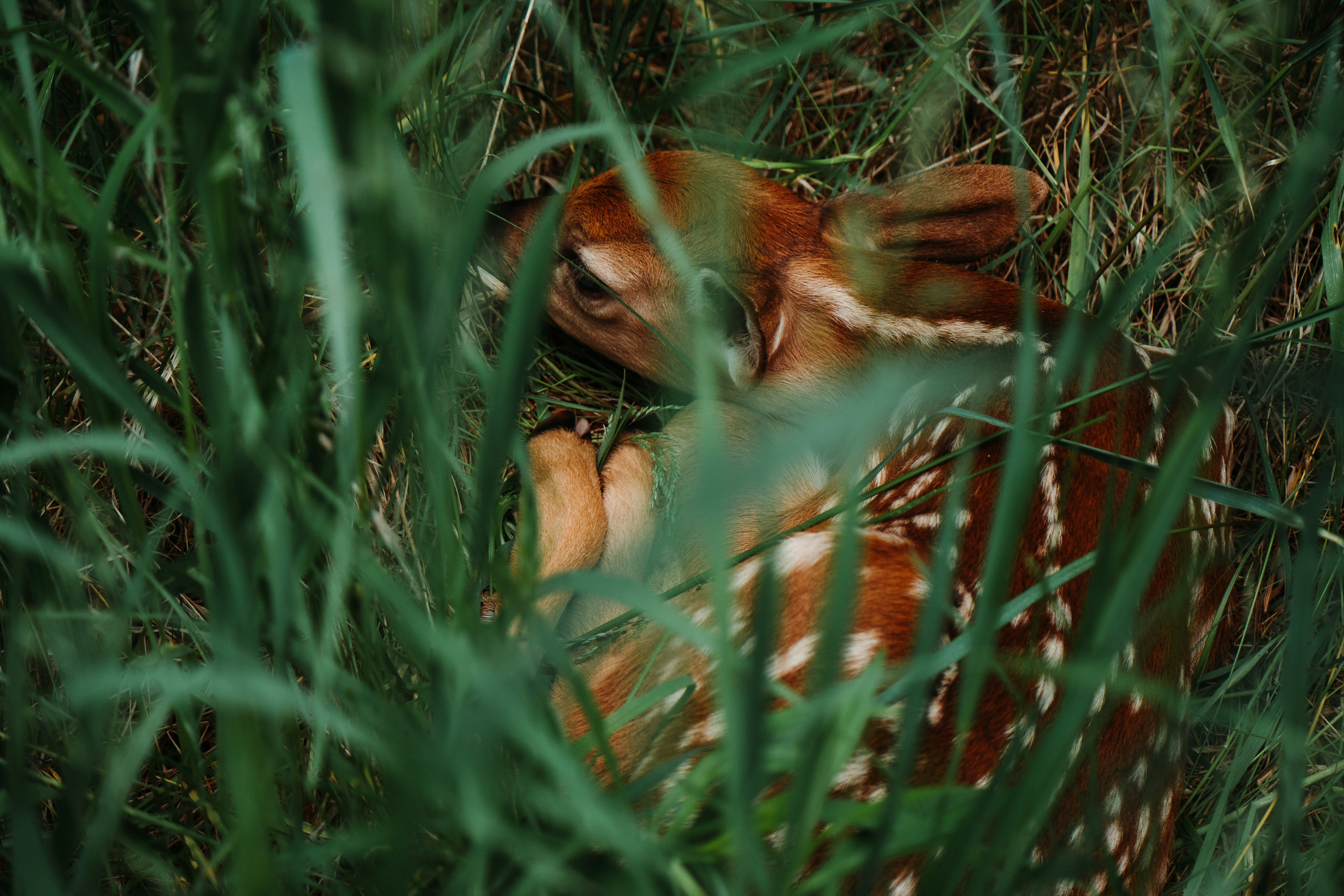 How did breech-loading firearms change hunting?