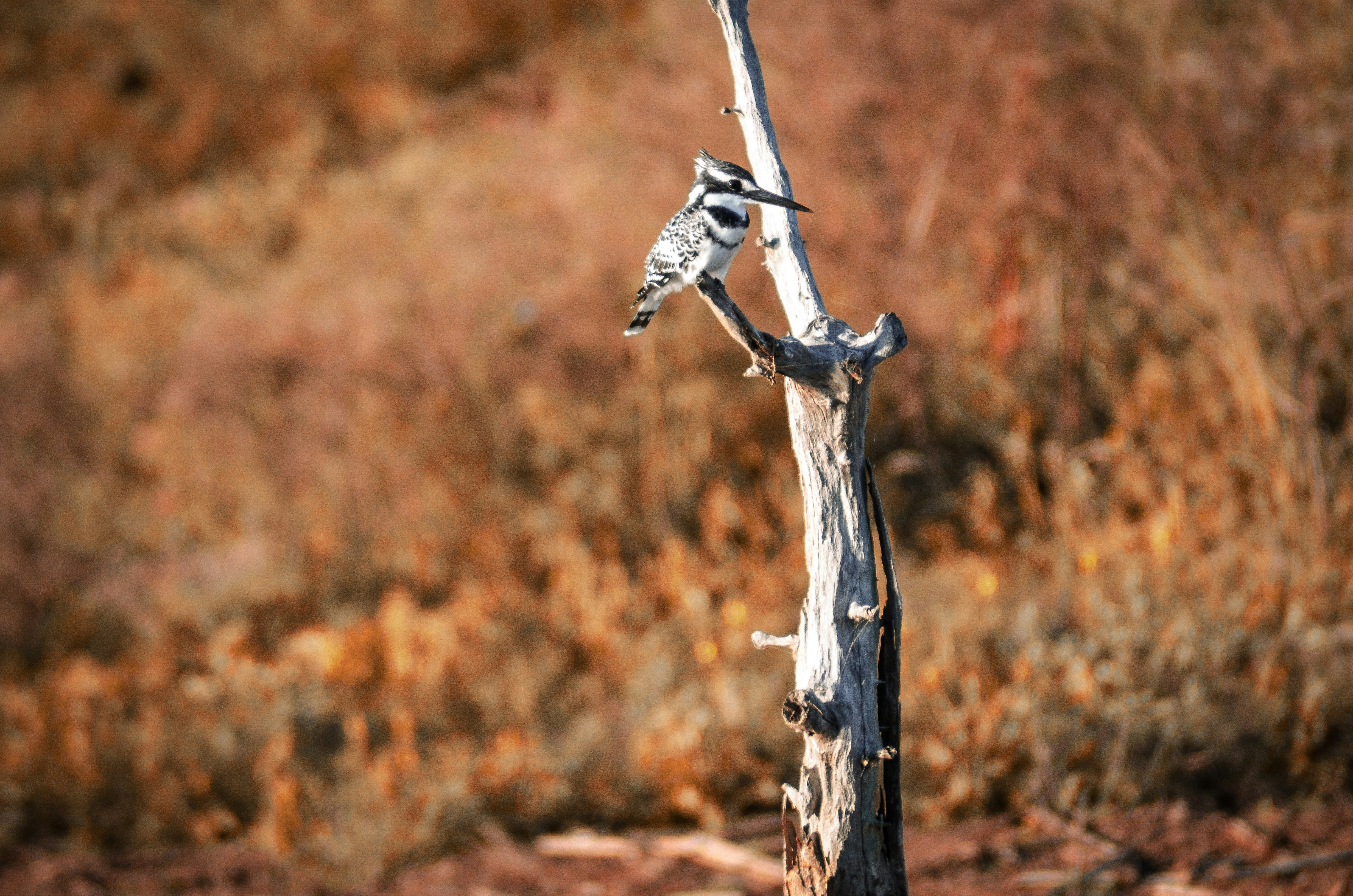 How did early American hunters adapt to new environments?