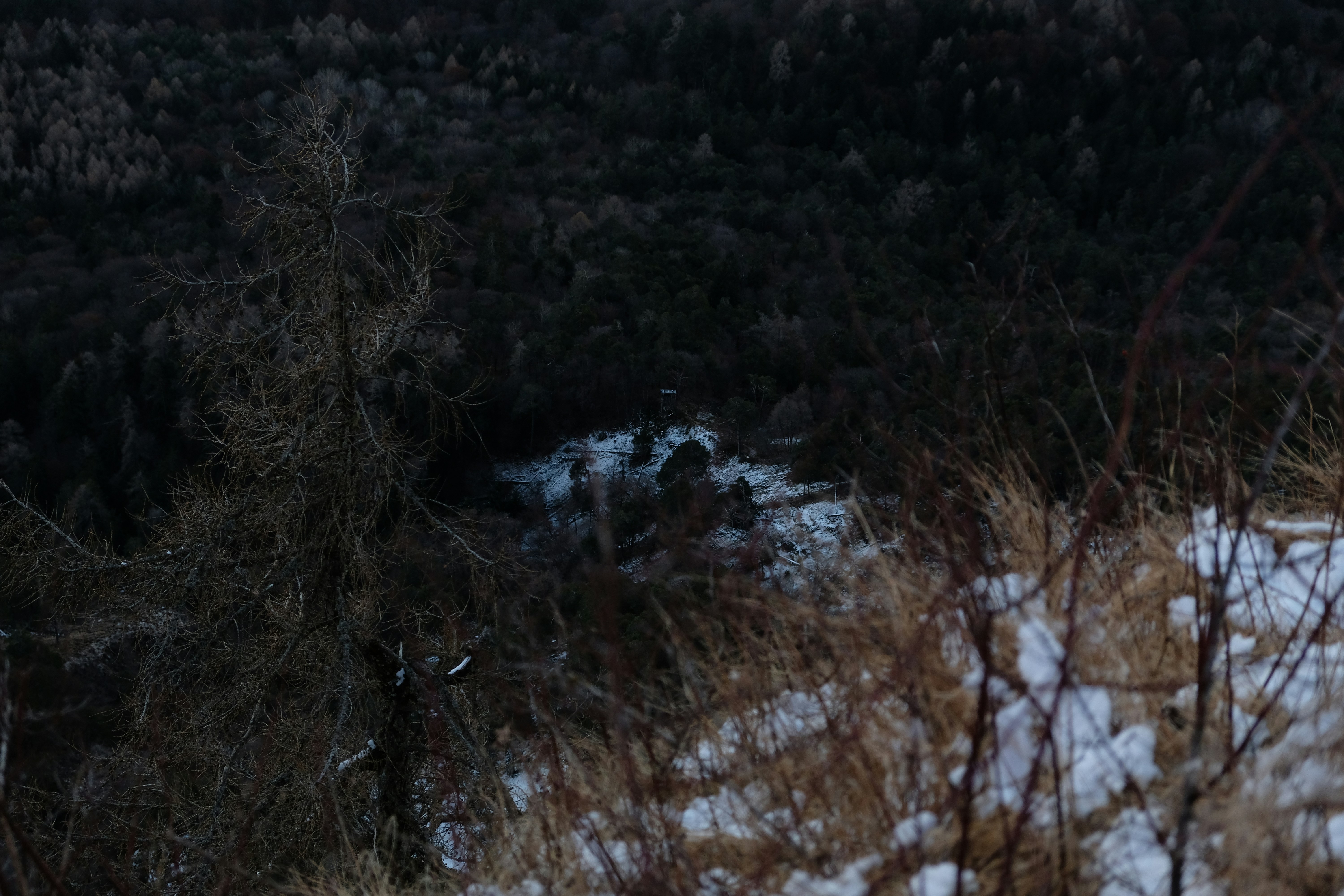 How did early hunting dogs communicate with hunters?