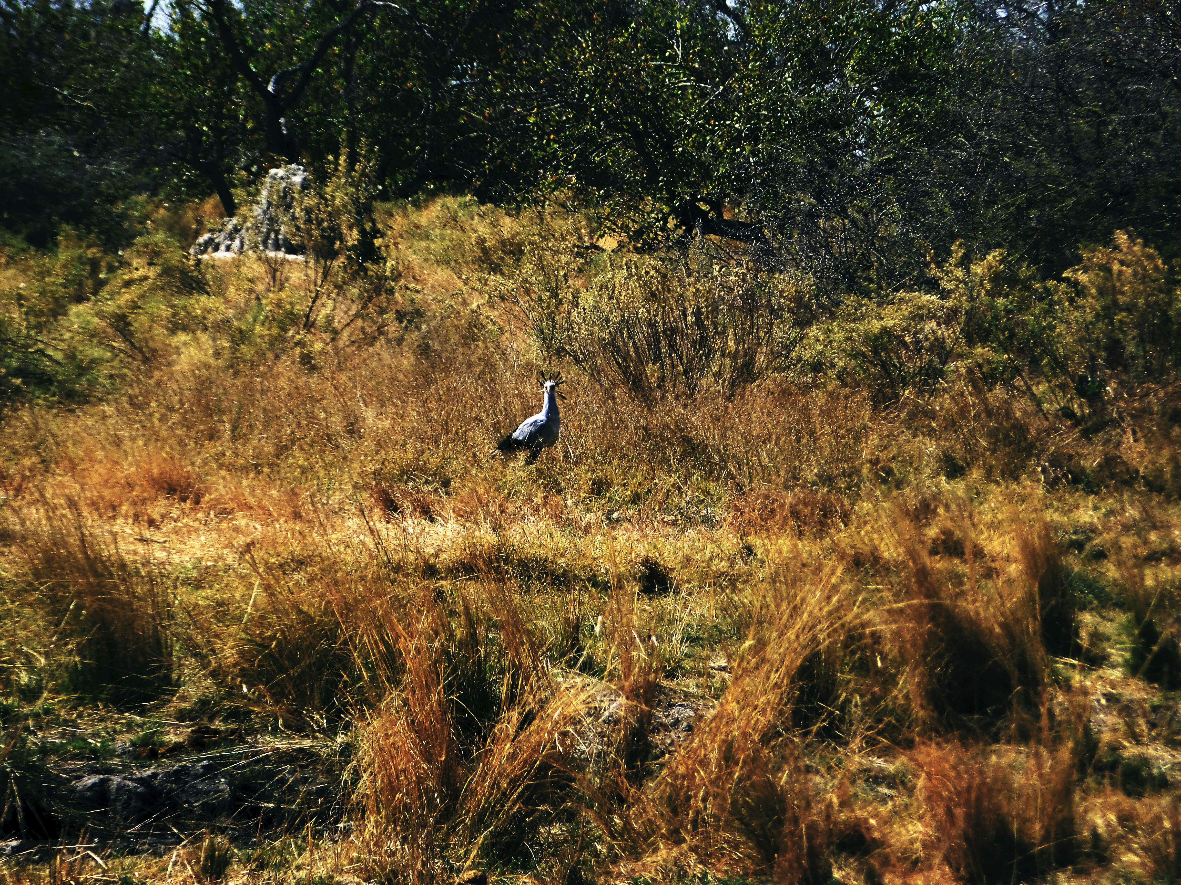 How did early settlers hunt in New England forests?