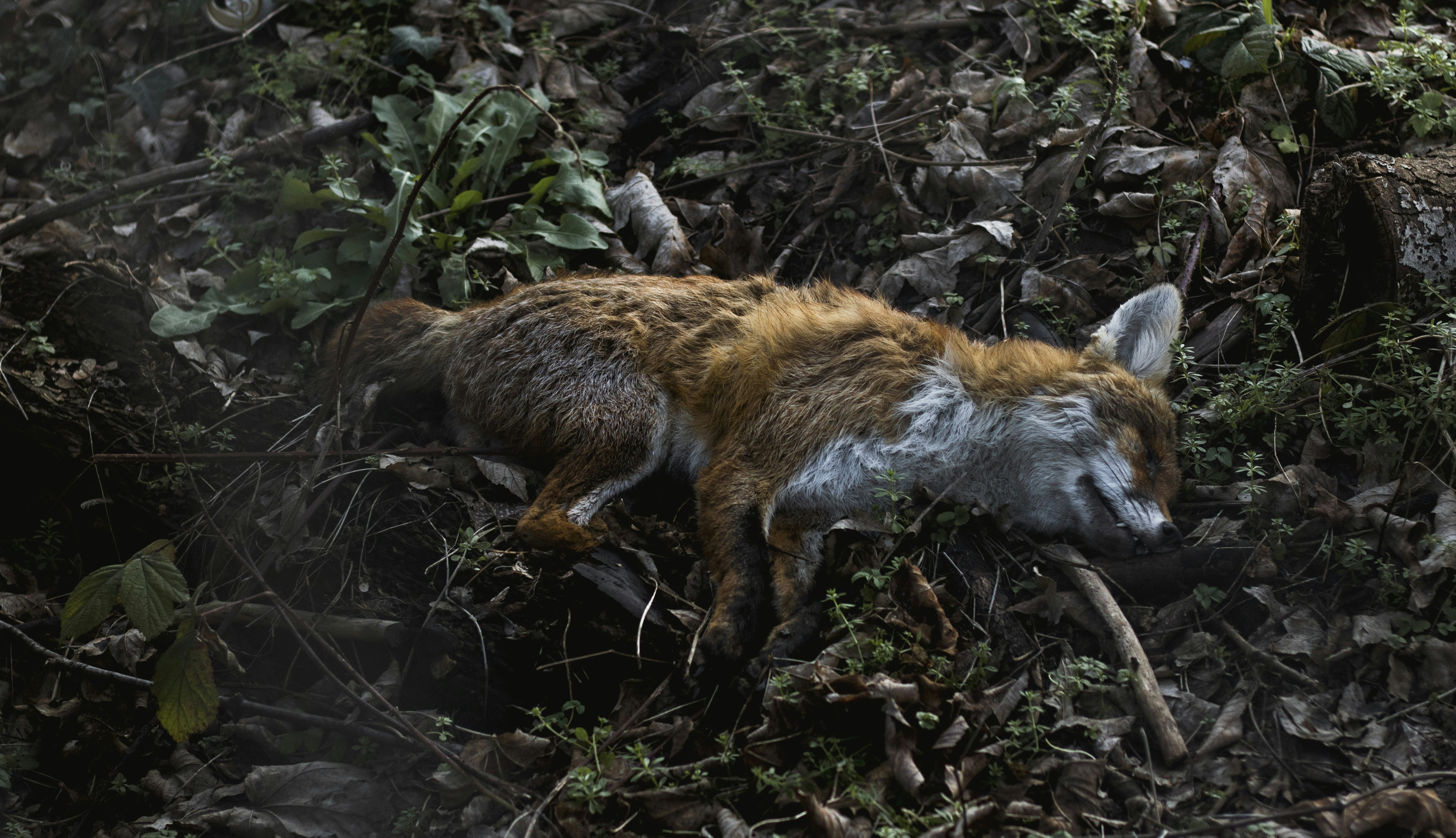 How did electronic game calls change hunting?