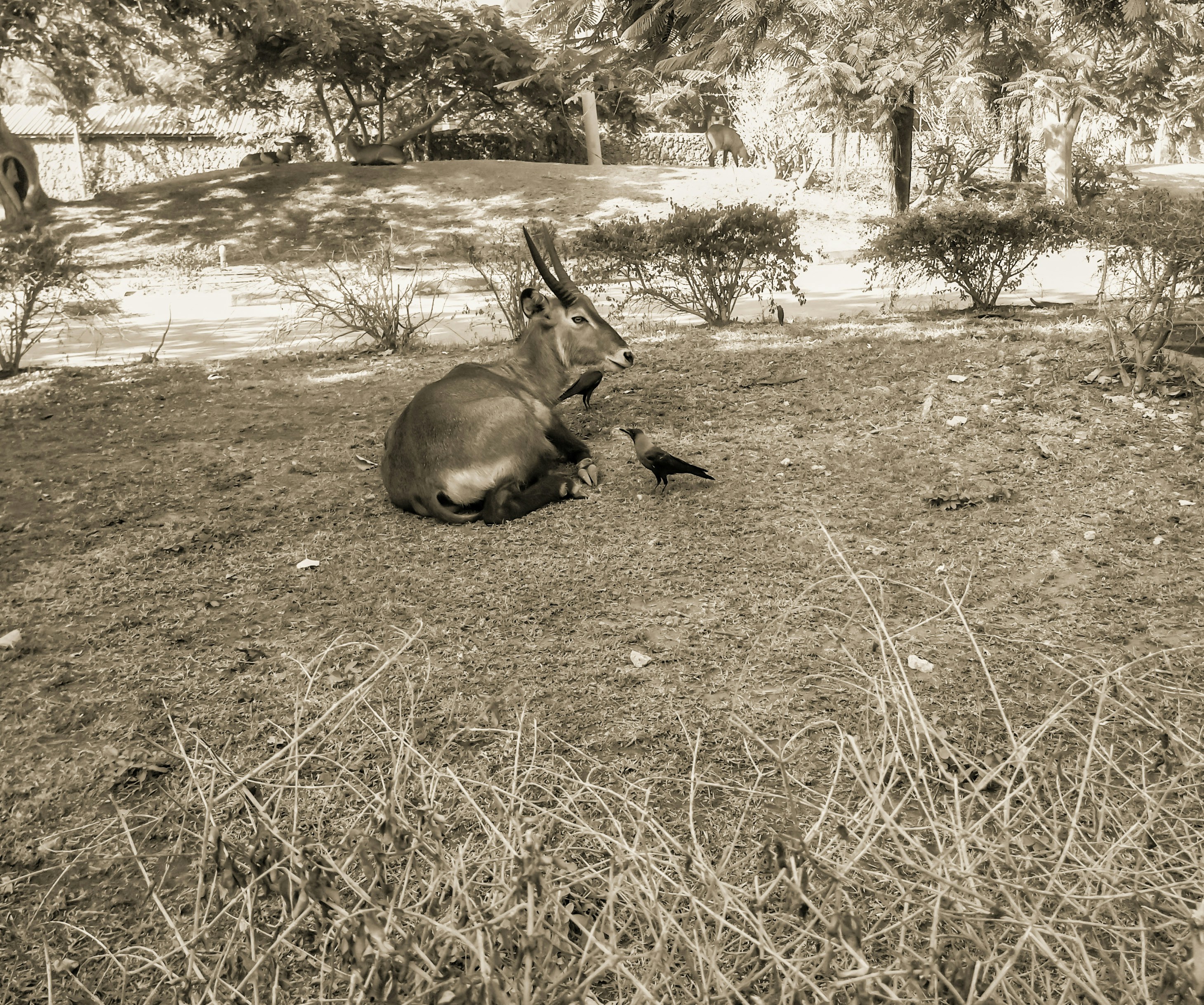 How did flintlock rifles revolutionize hunting?