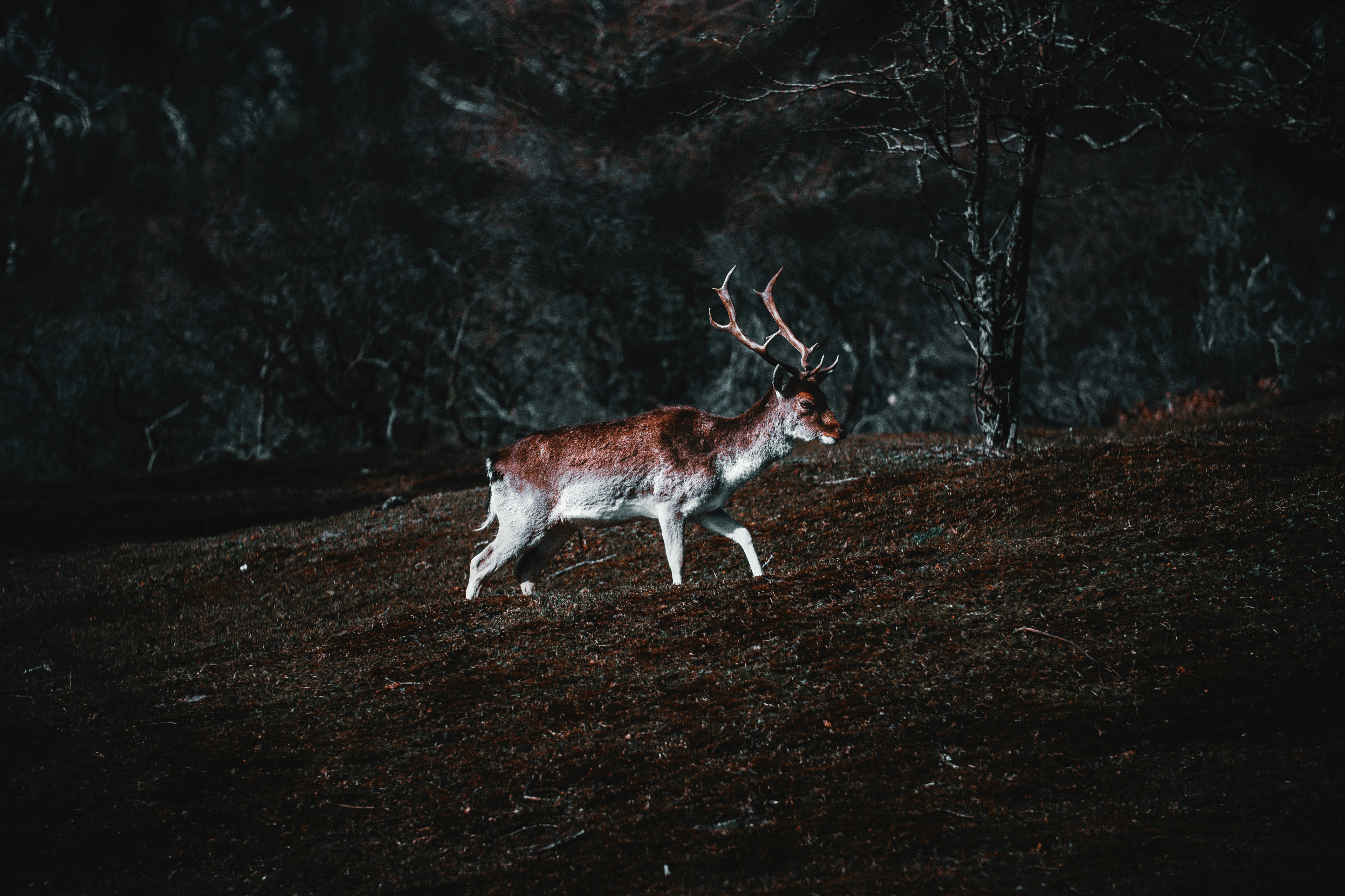 How did Georgia's hunting heritage influence Southern outdoor culture?