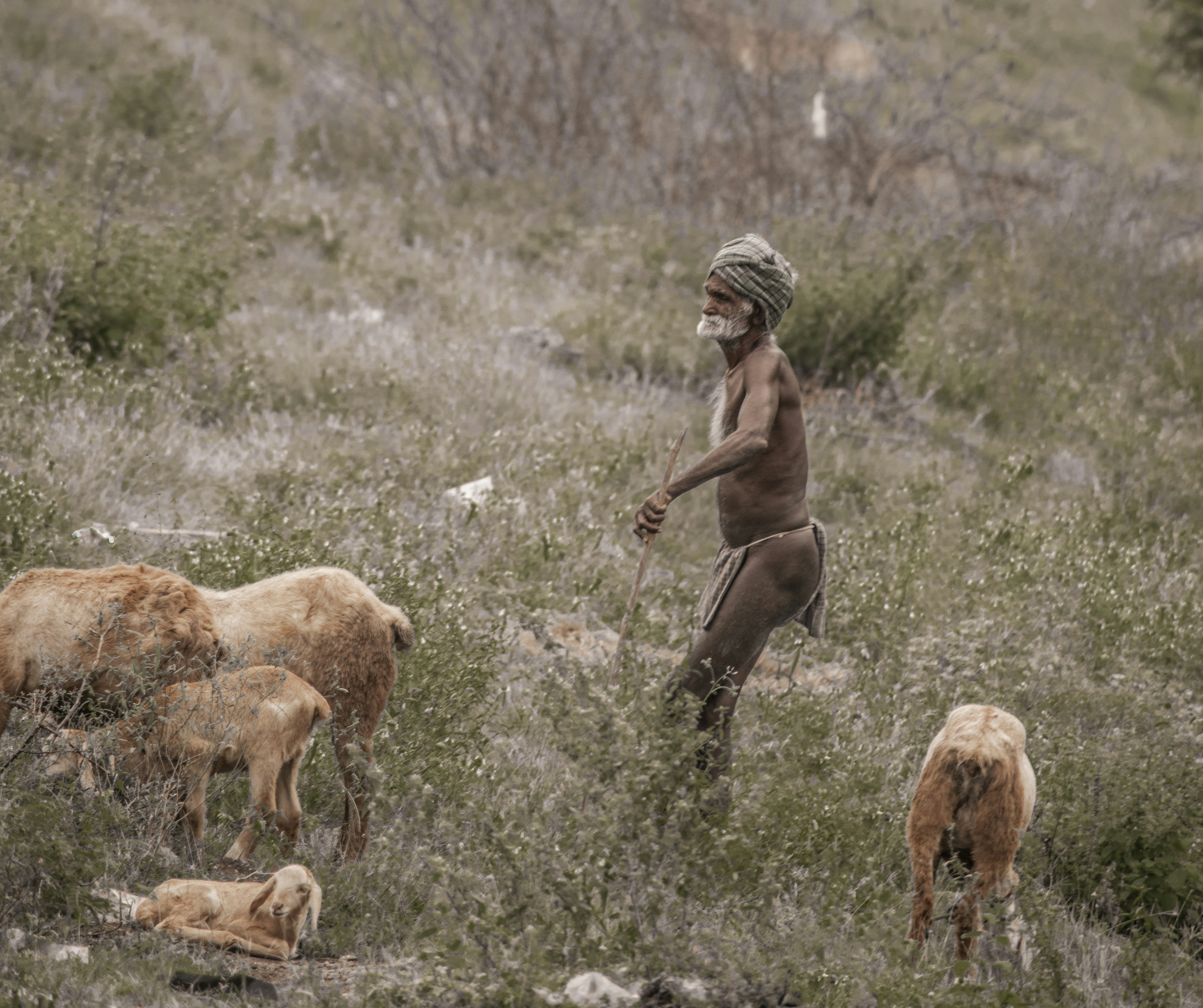 How did hound breeds develop for different game?