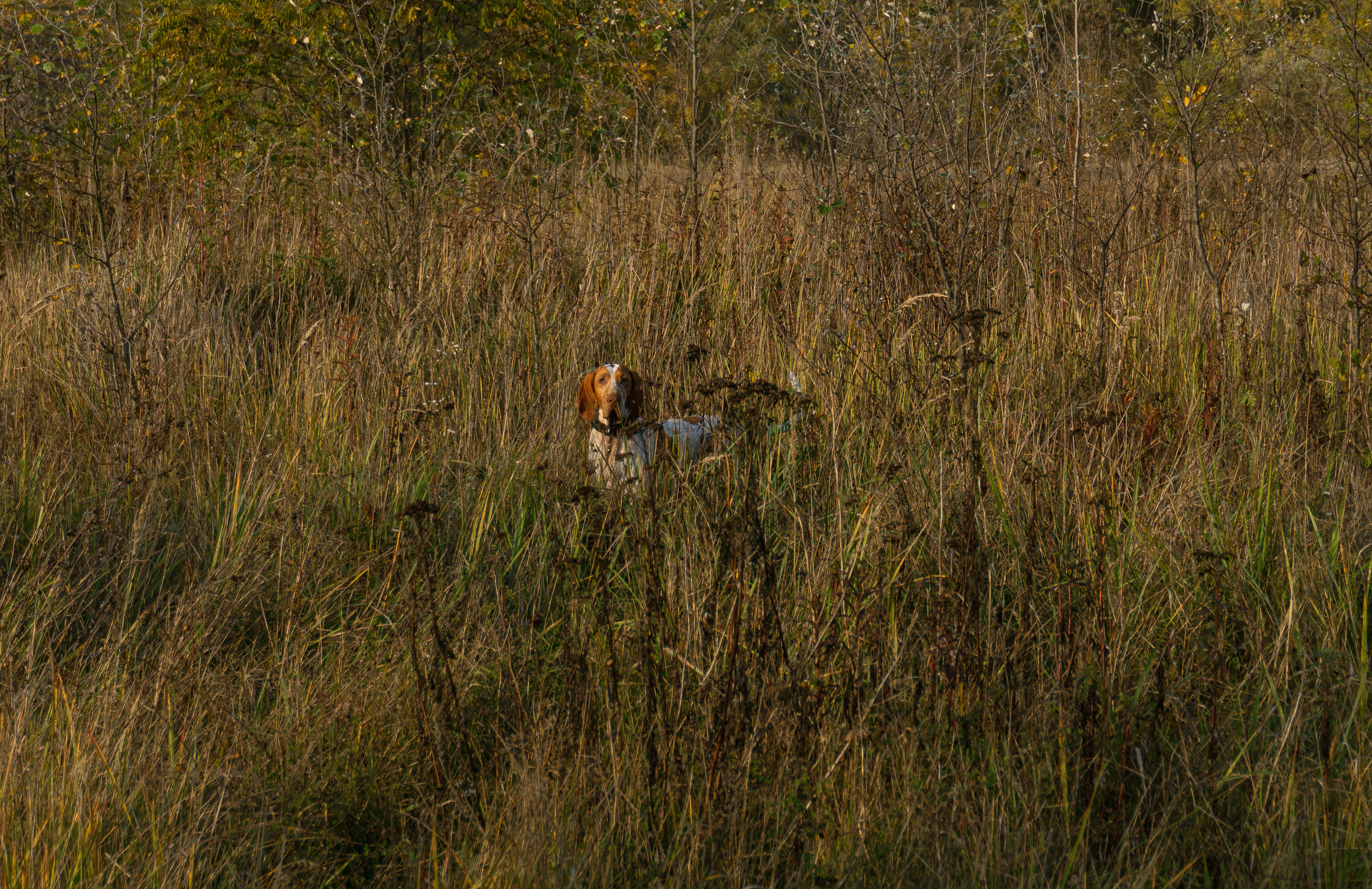 How did hunting dog backing training methods evolve?